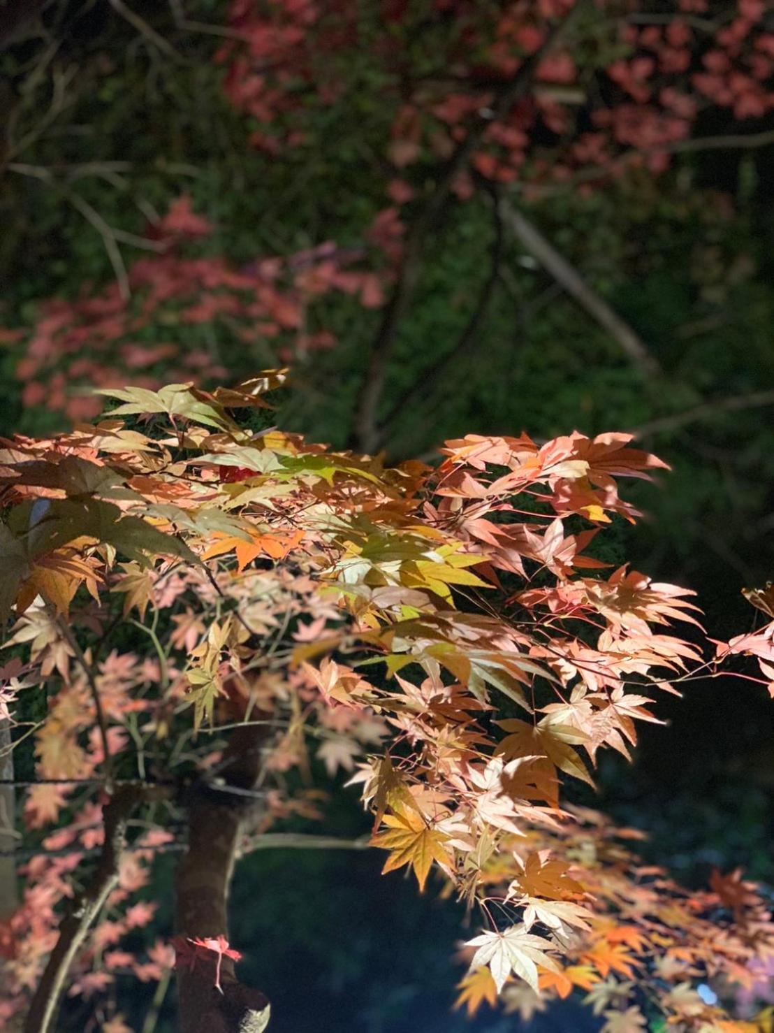 Kinosato Yamanoyu