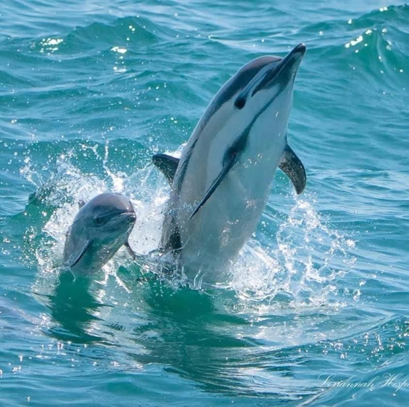 Dolphin Bay Hideaway