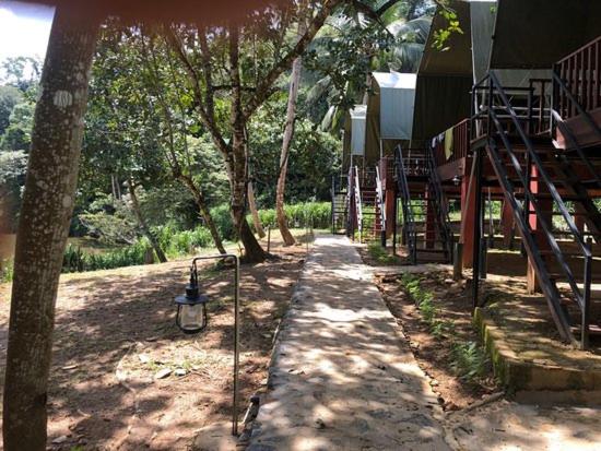 360 Rainforest view 5