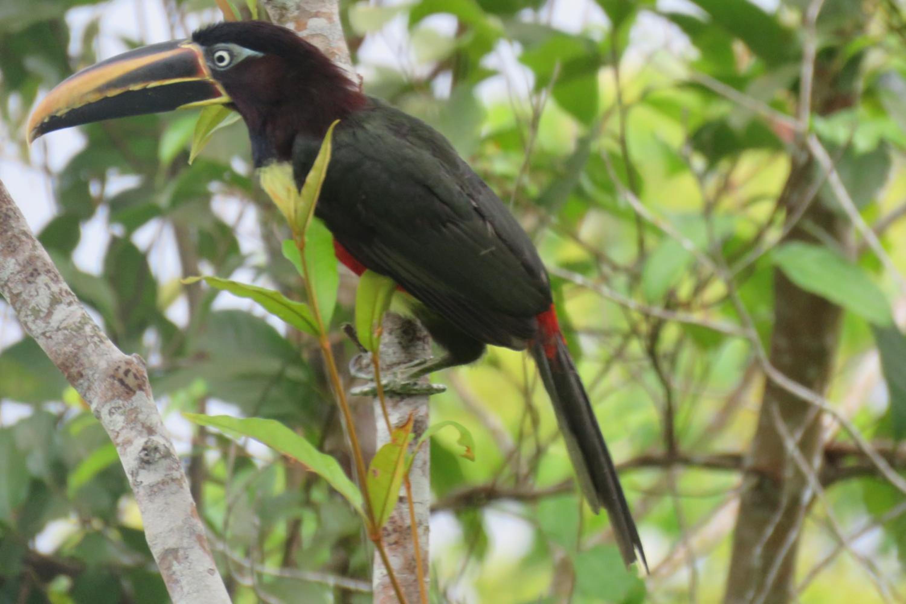 Alta Vista Amazon Lodge
