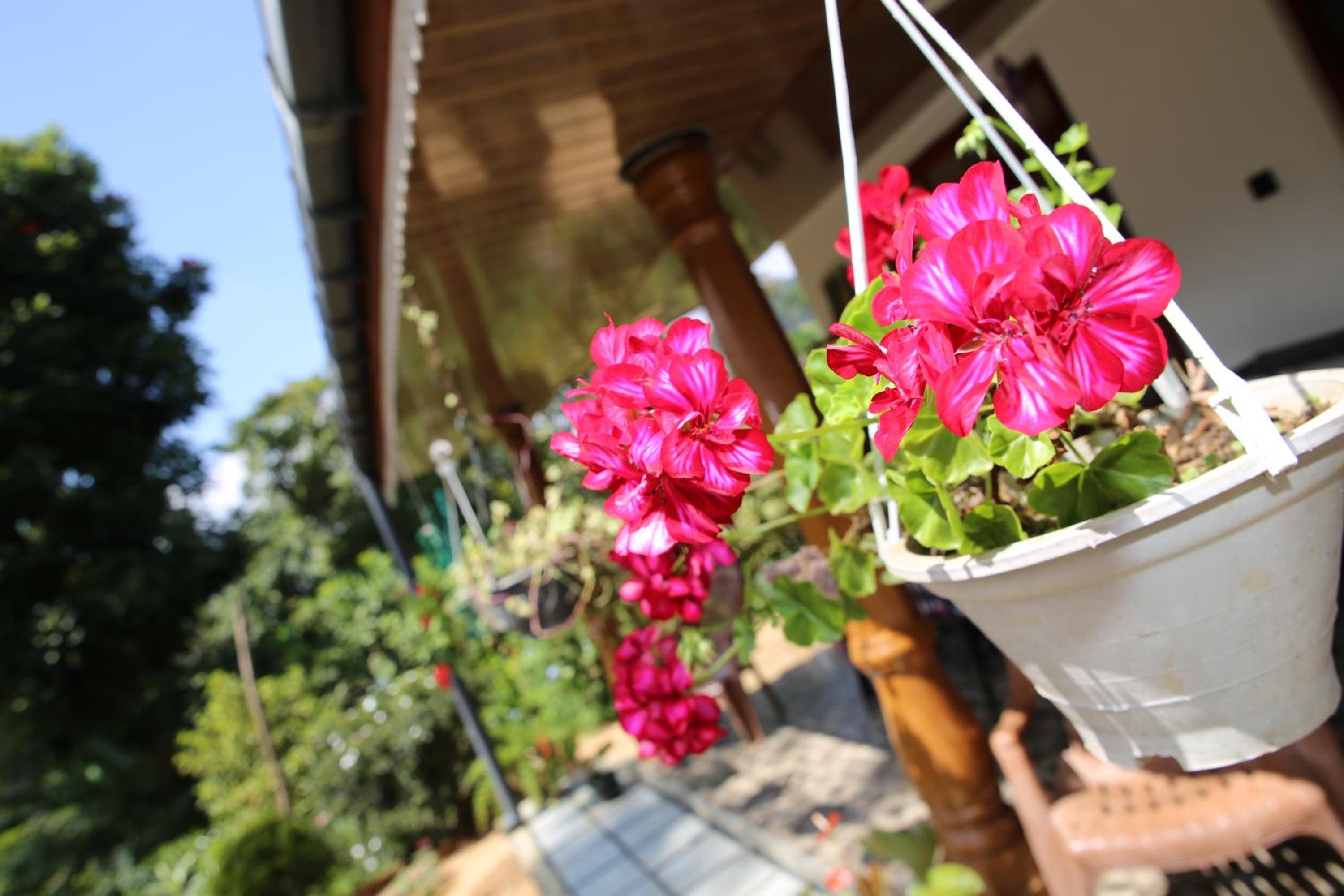 Cinnamon Homestay ella