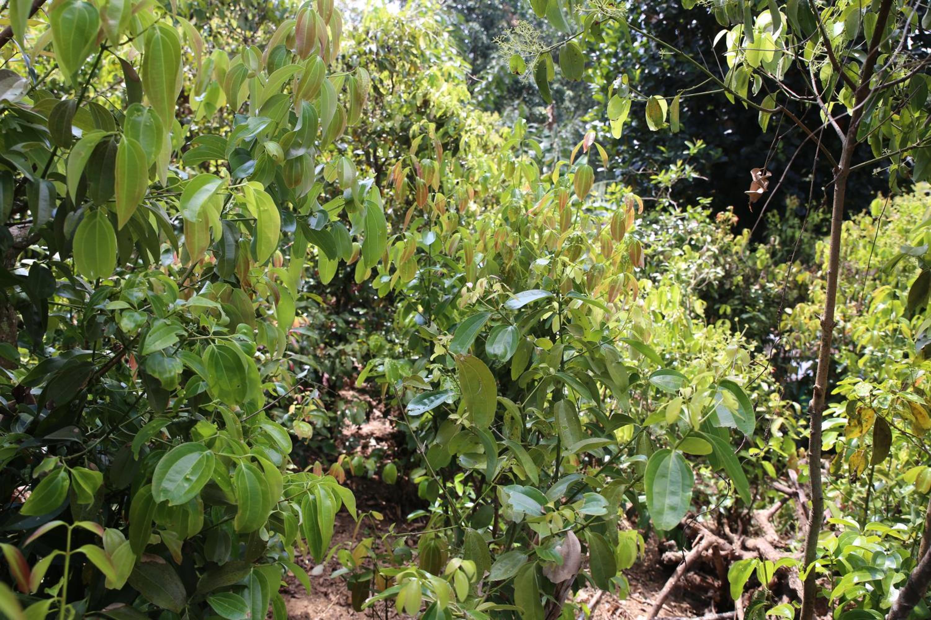 Cinnamon Homestay ella