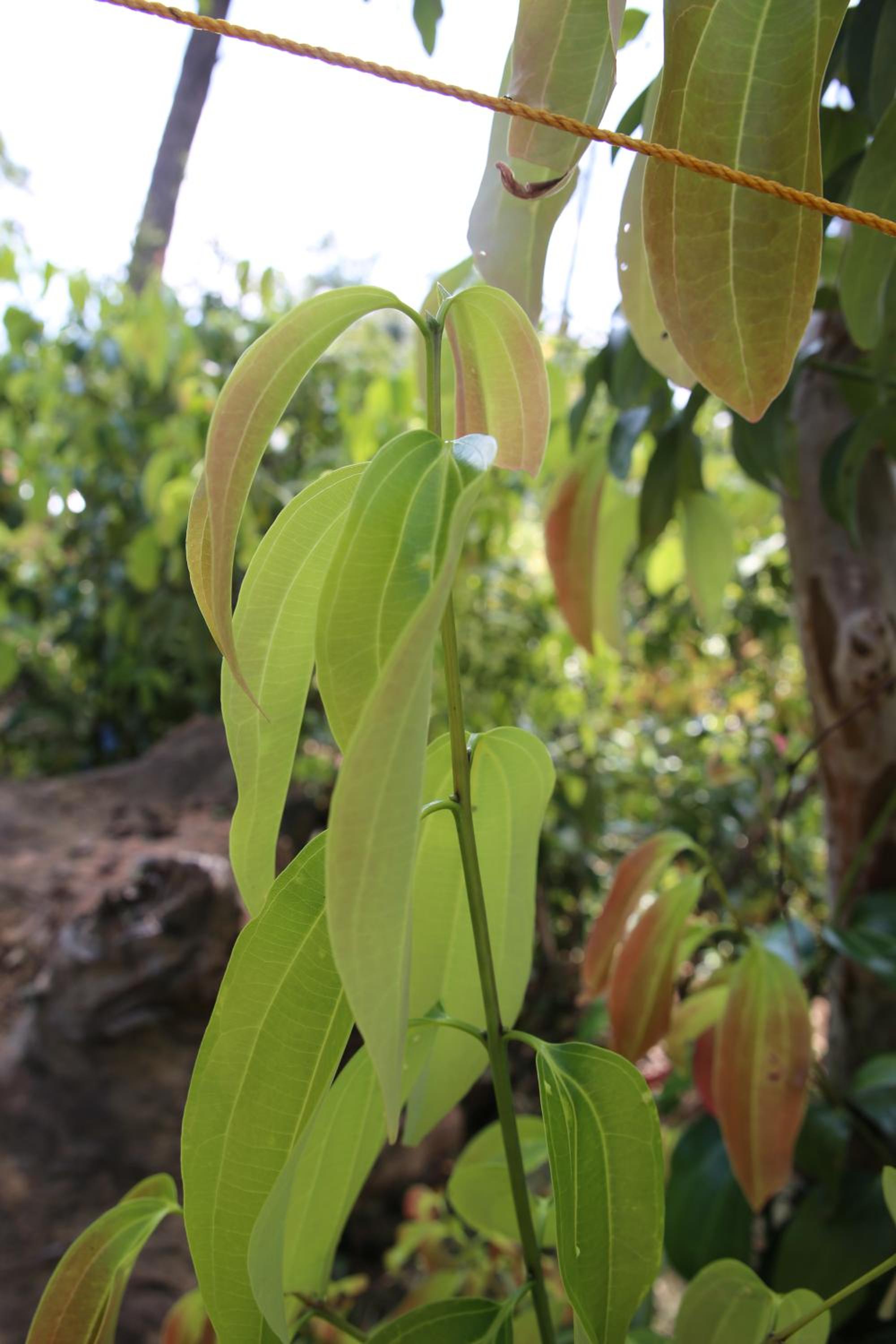 Cinnamon Homestay ella