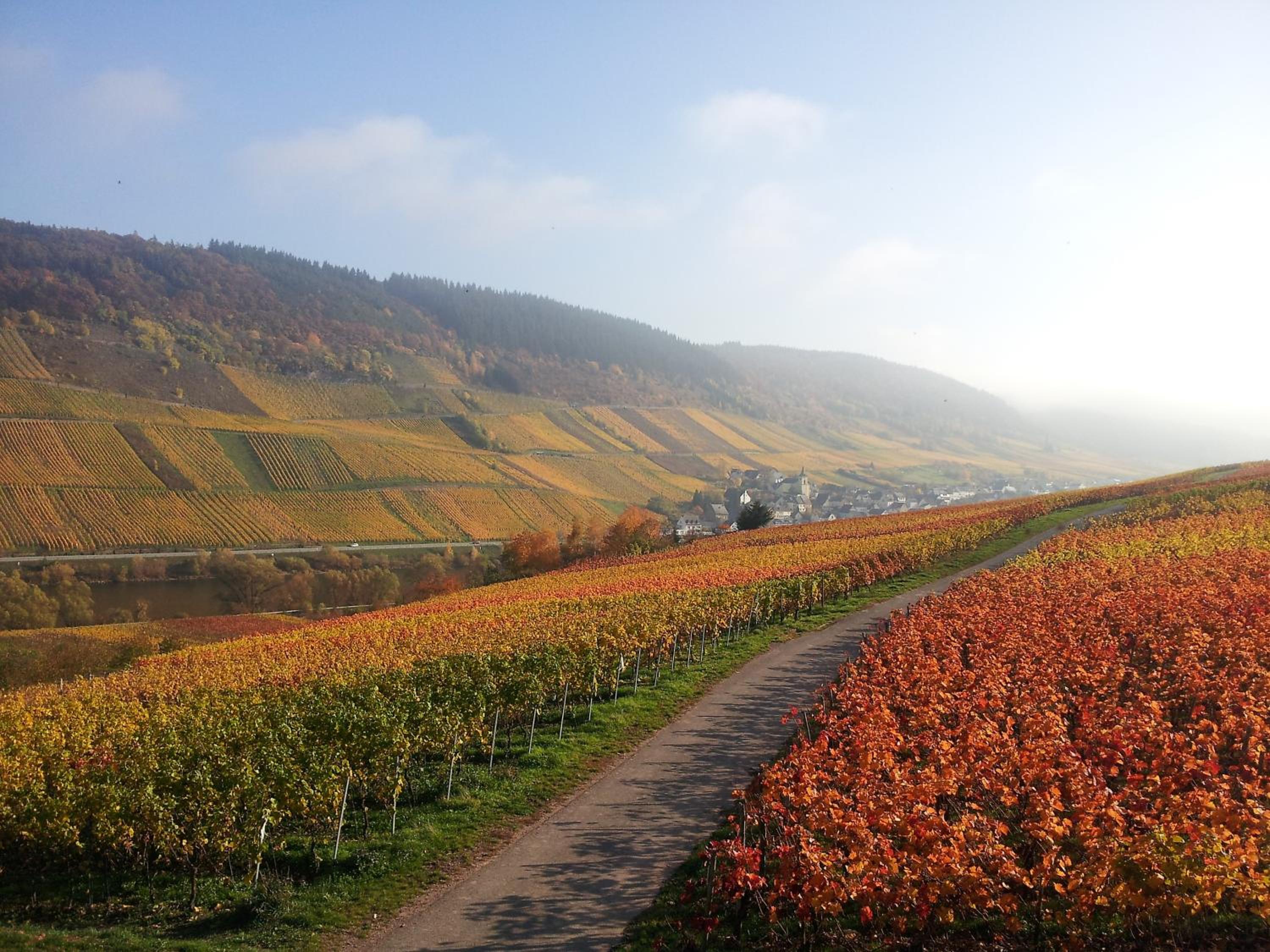 Weingut-Brennerei-Gästehaus Emil Dauns view 3