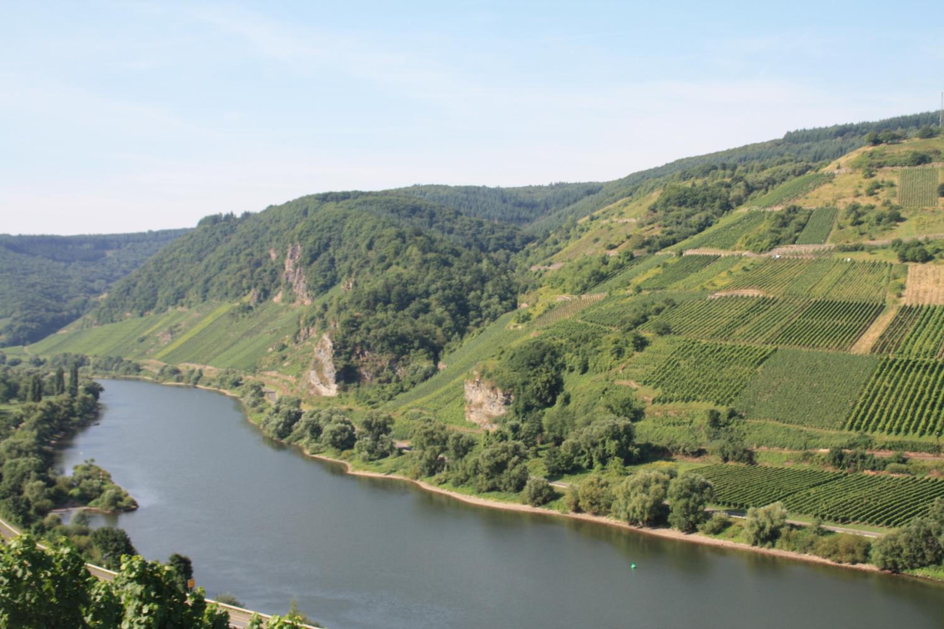 Weingut-Brennerei-Gästehaus Emil Dauns view 5