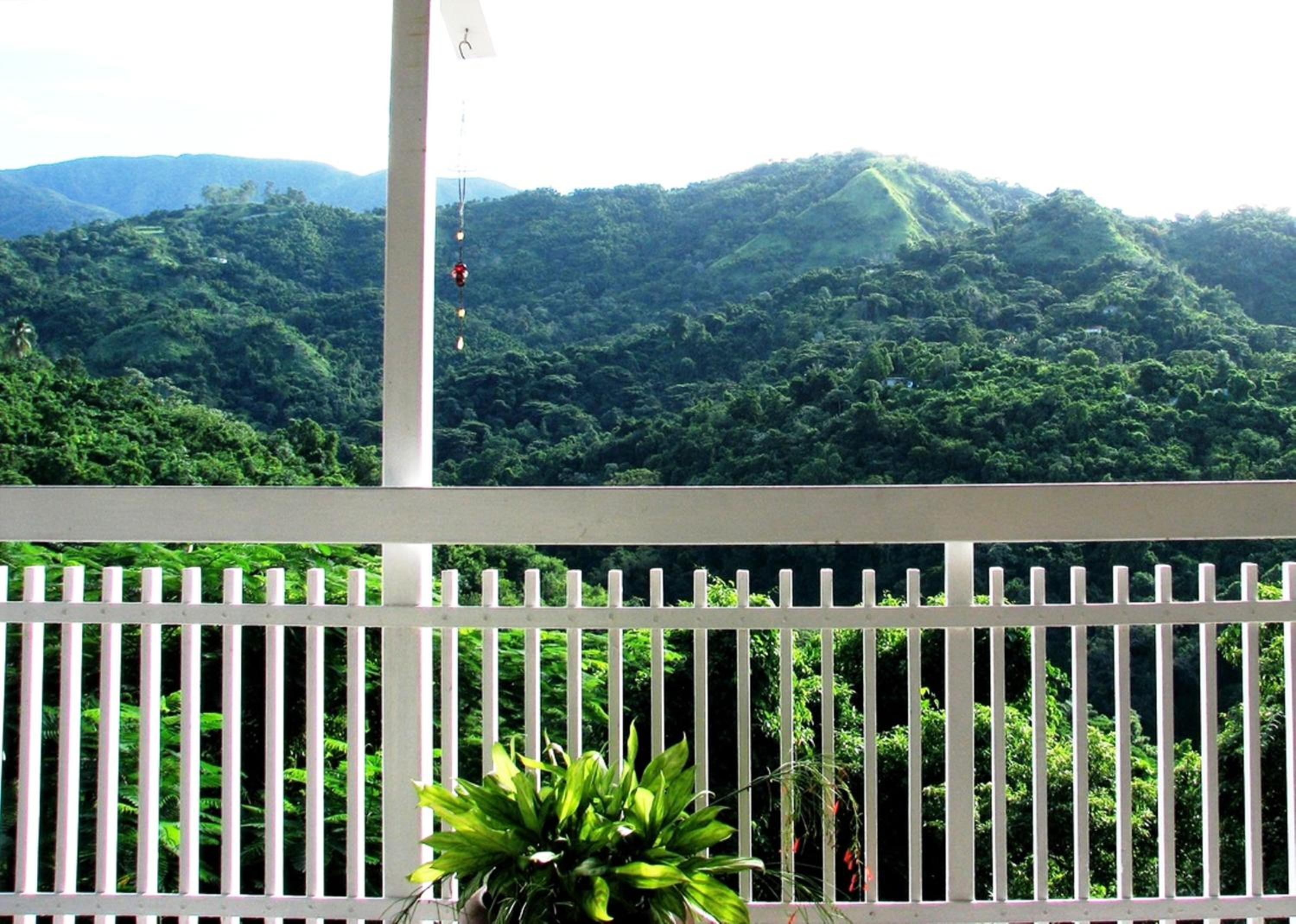 Neita's Nest