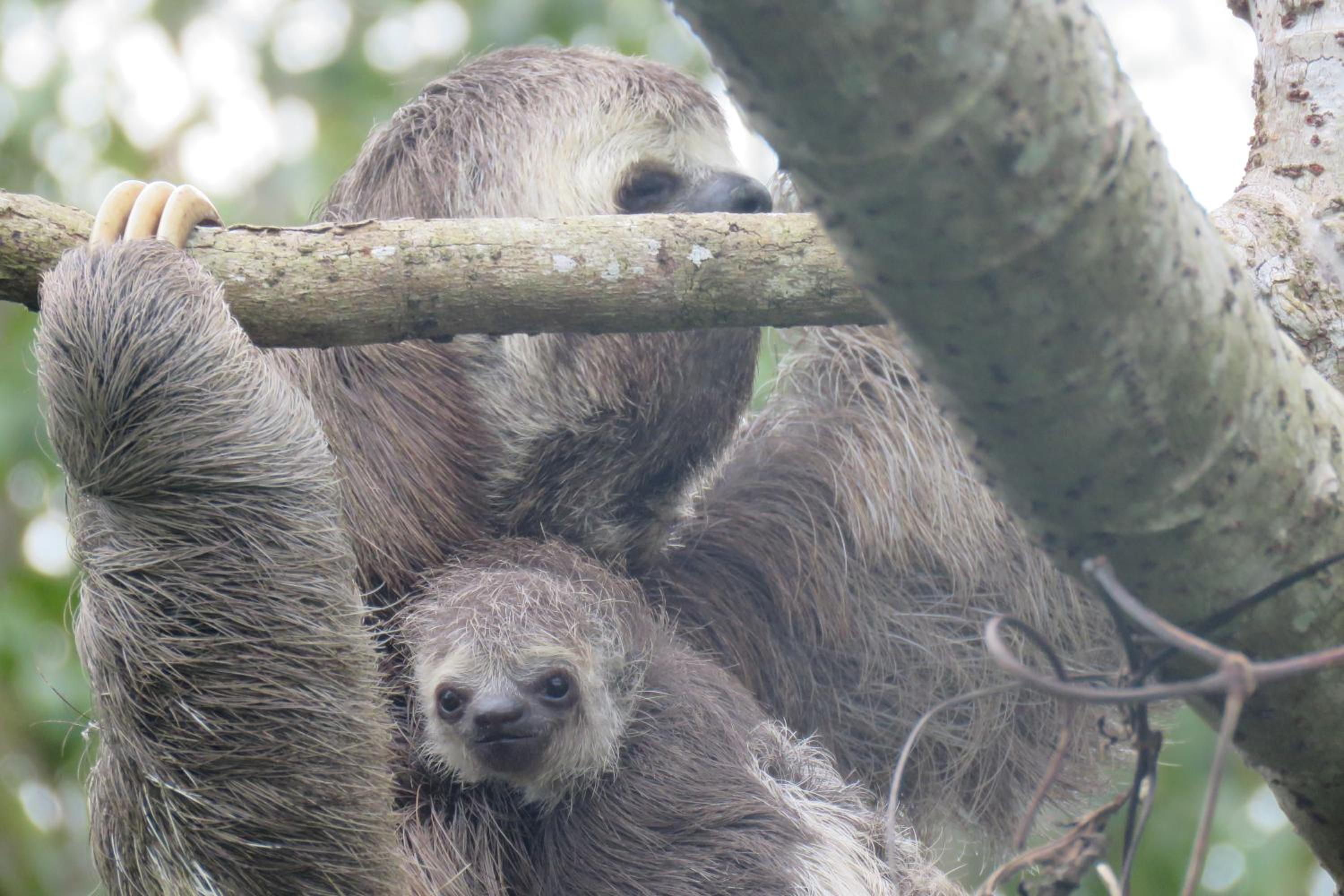 Alta Vista Amazon Lodge