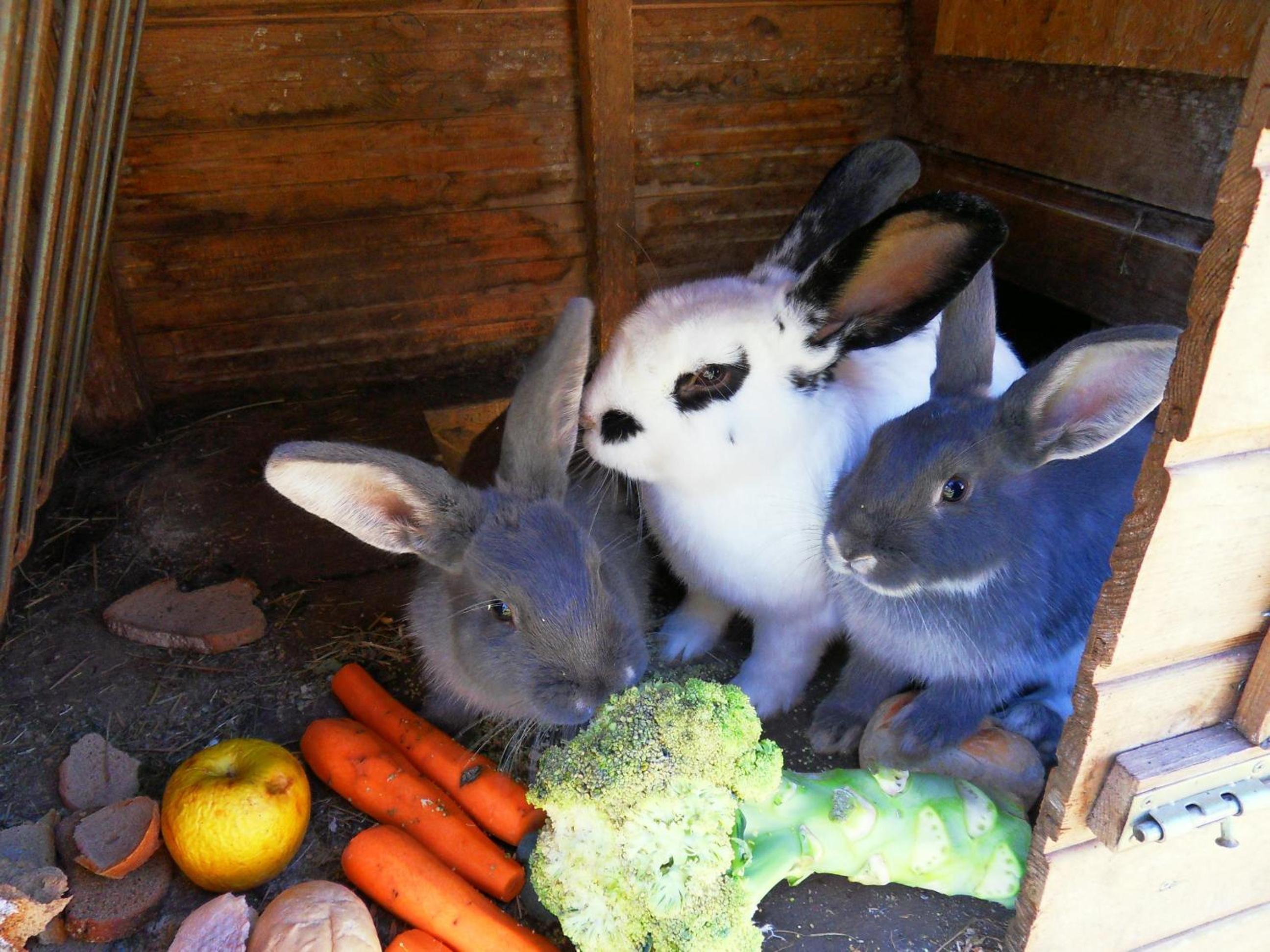 Photo 49