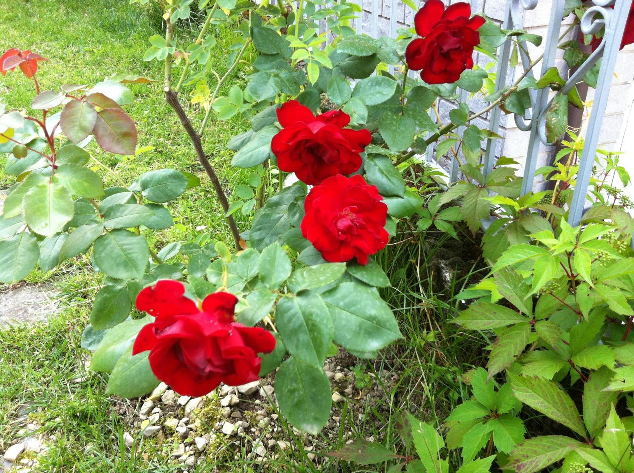 Photo 27