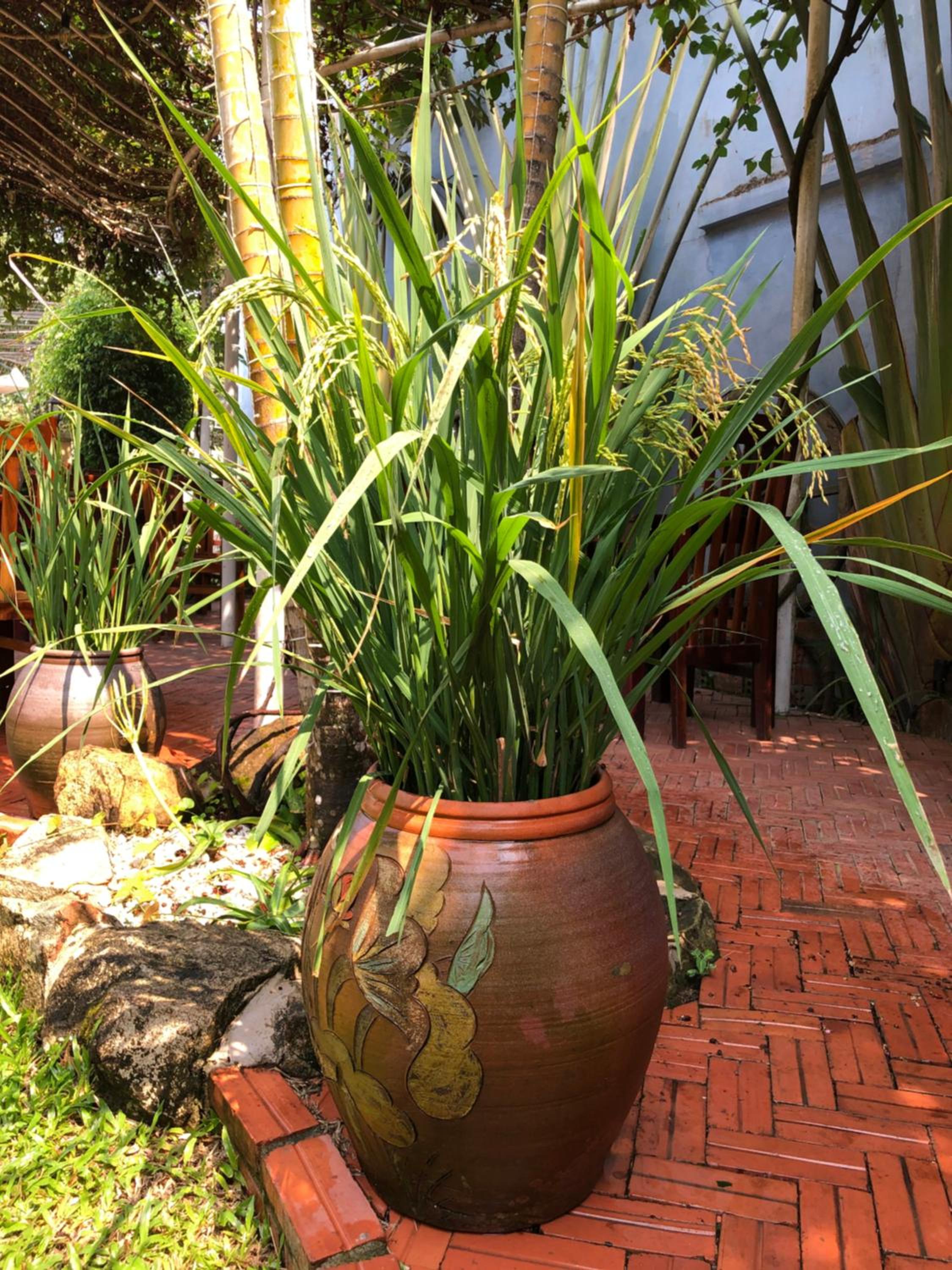 Tropical Garden Phu Quoc