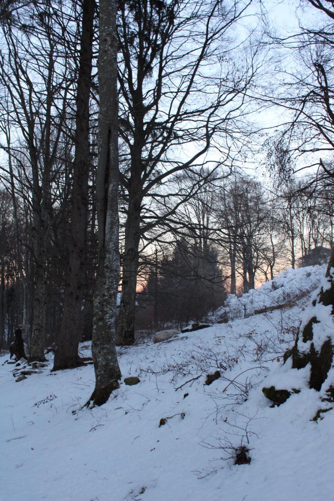 Residenza il bosco view 4