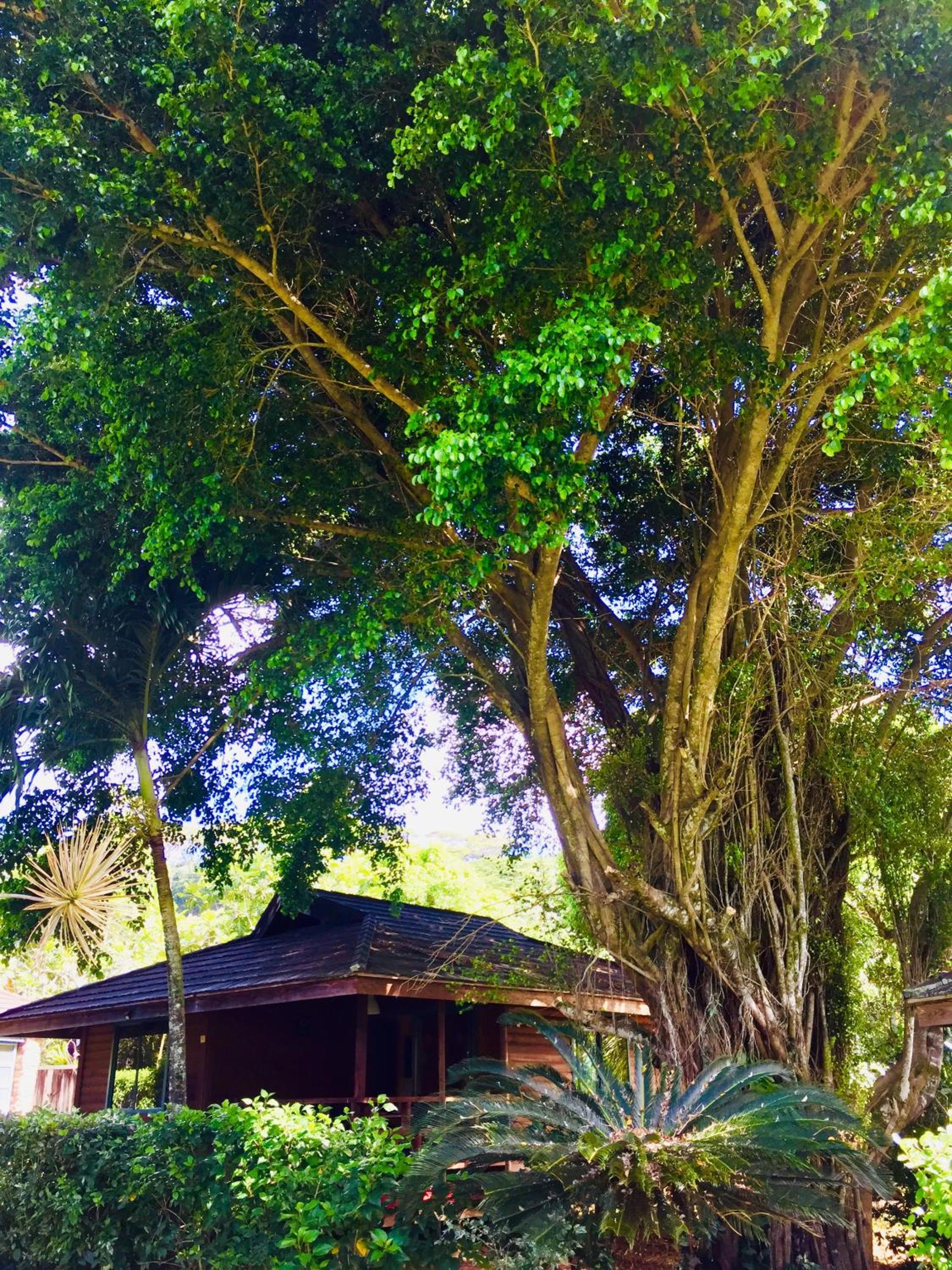 Eco Lodge Village Temanoha view 3