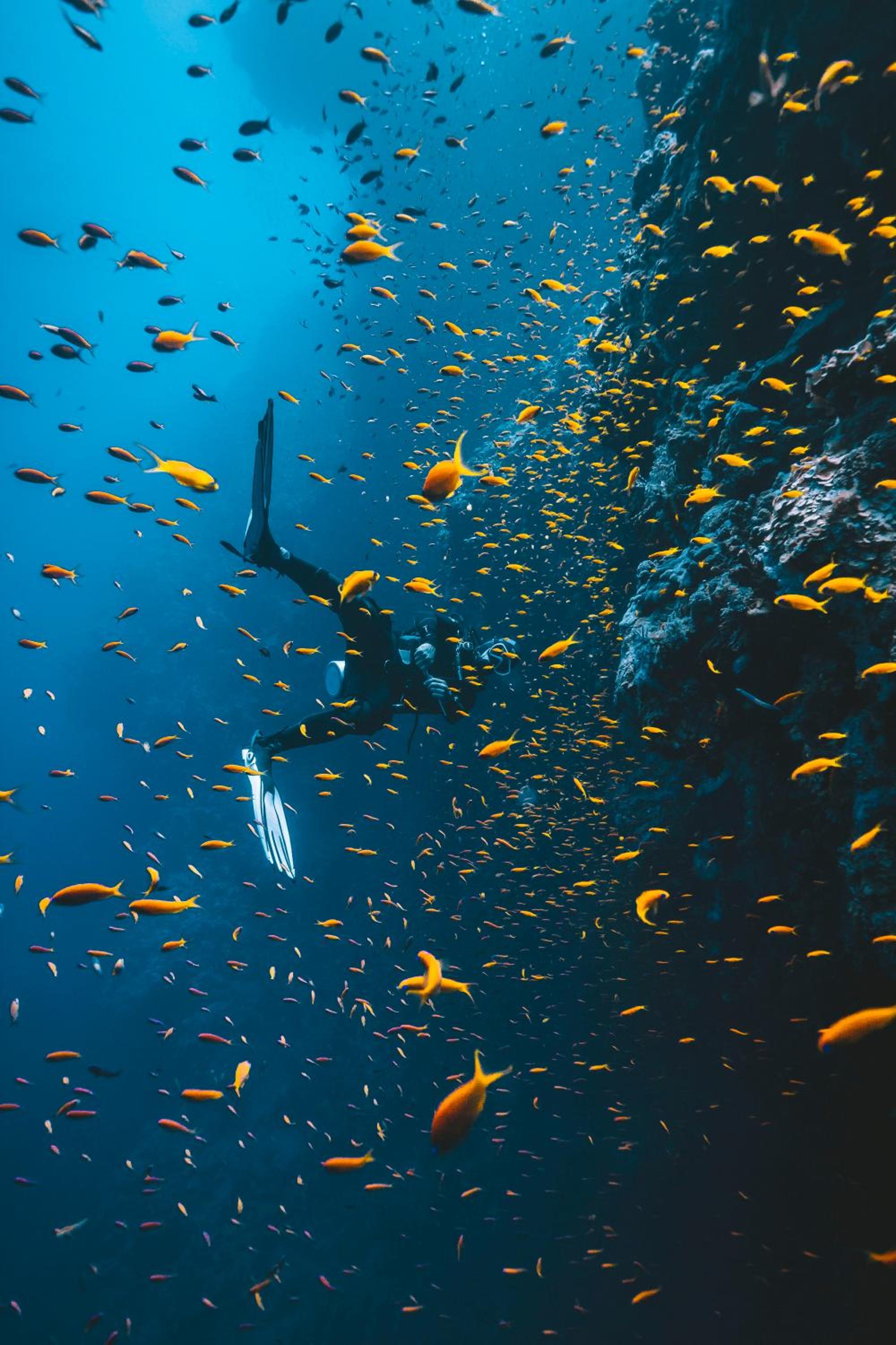 Hotel DPM Koh Tao Diving Hotel & Bar - Image 1