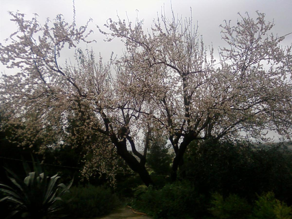 La Casa del Gelso photo 3