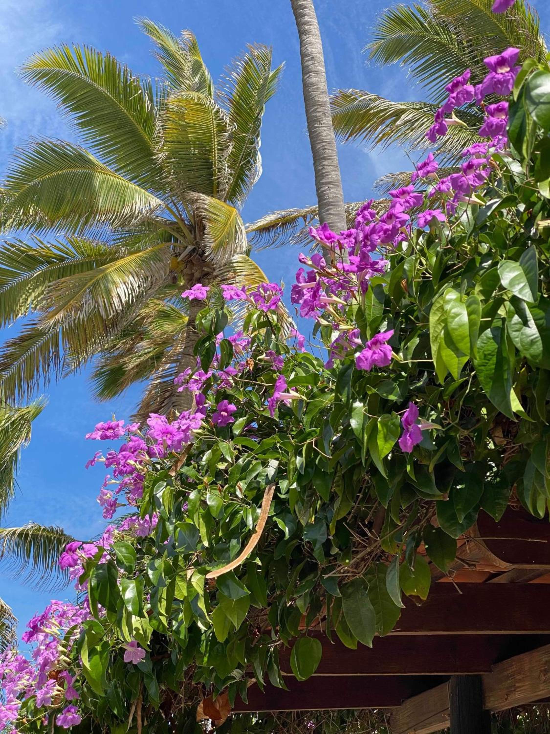 Aruba Sunset Beach Studios