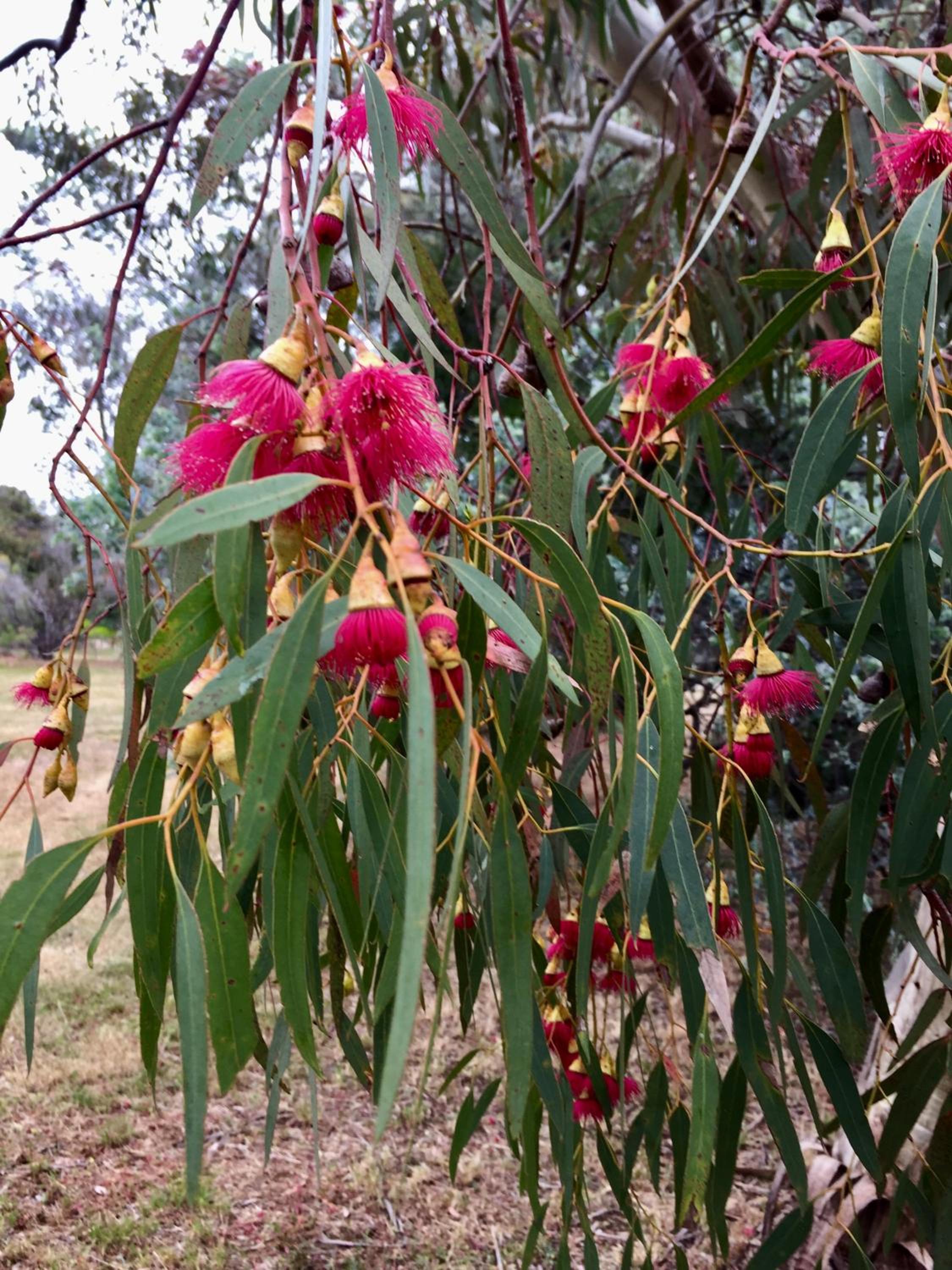 Pomonal Cottages Grampians