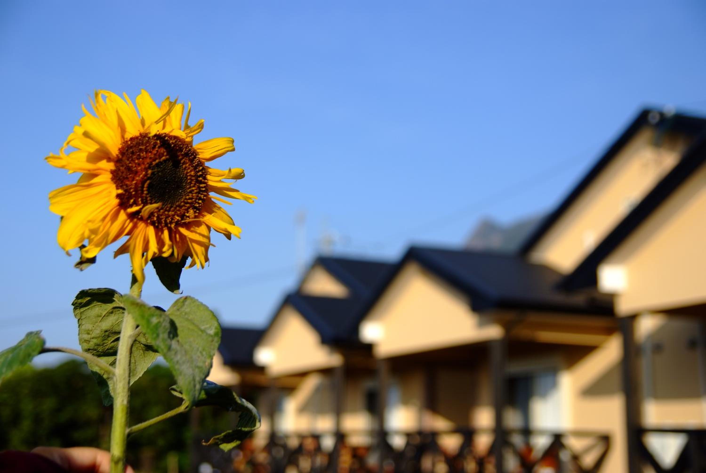 森のフェアリー Cottage Morino Fairy All cotage with open-air bath with sea view or river view