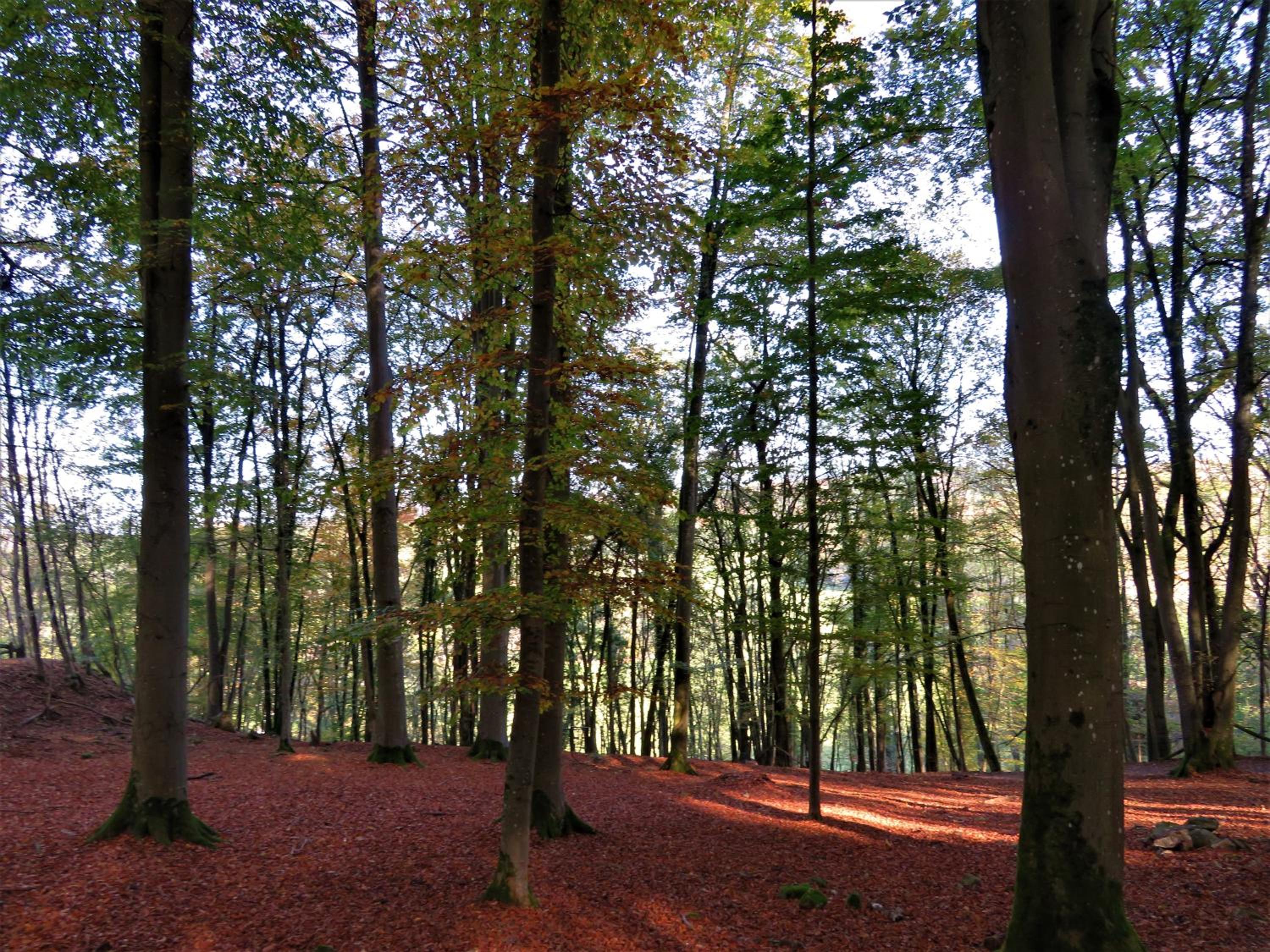 Maison d'Engon charme nature