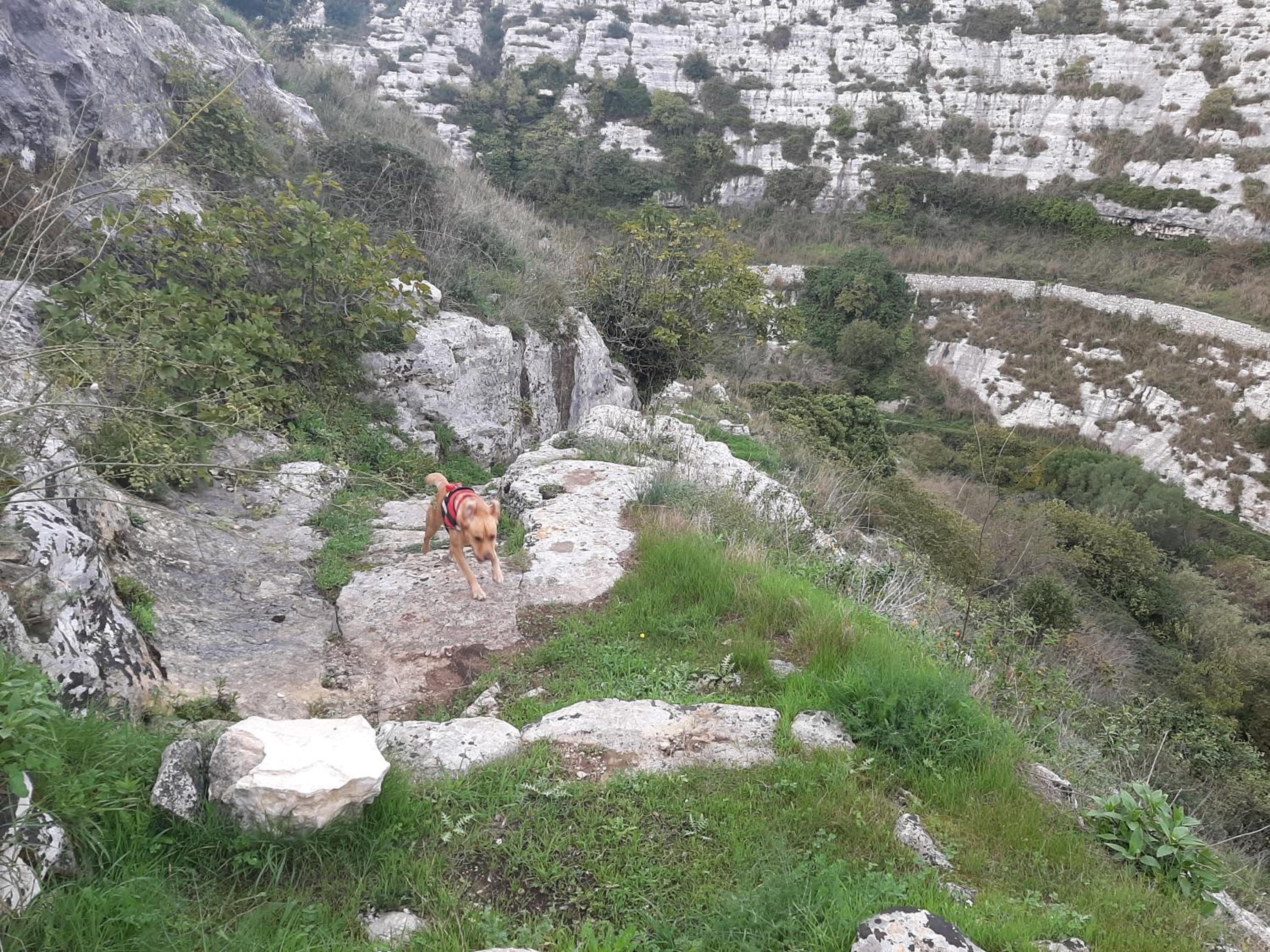 Pura Vida Barocca