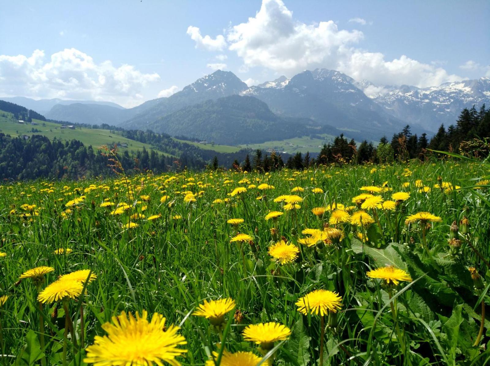 Lammerauhof