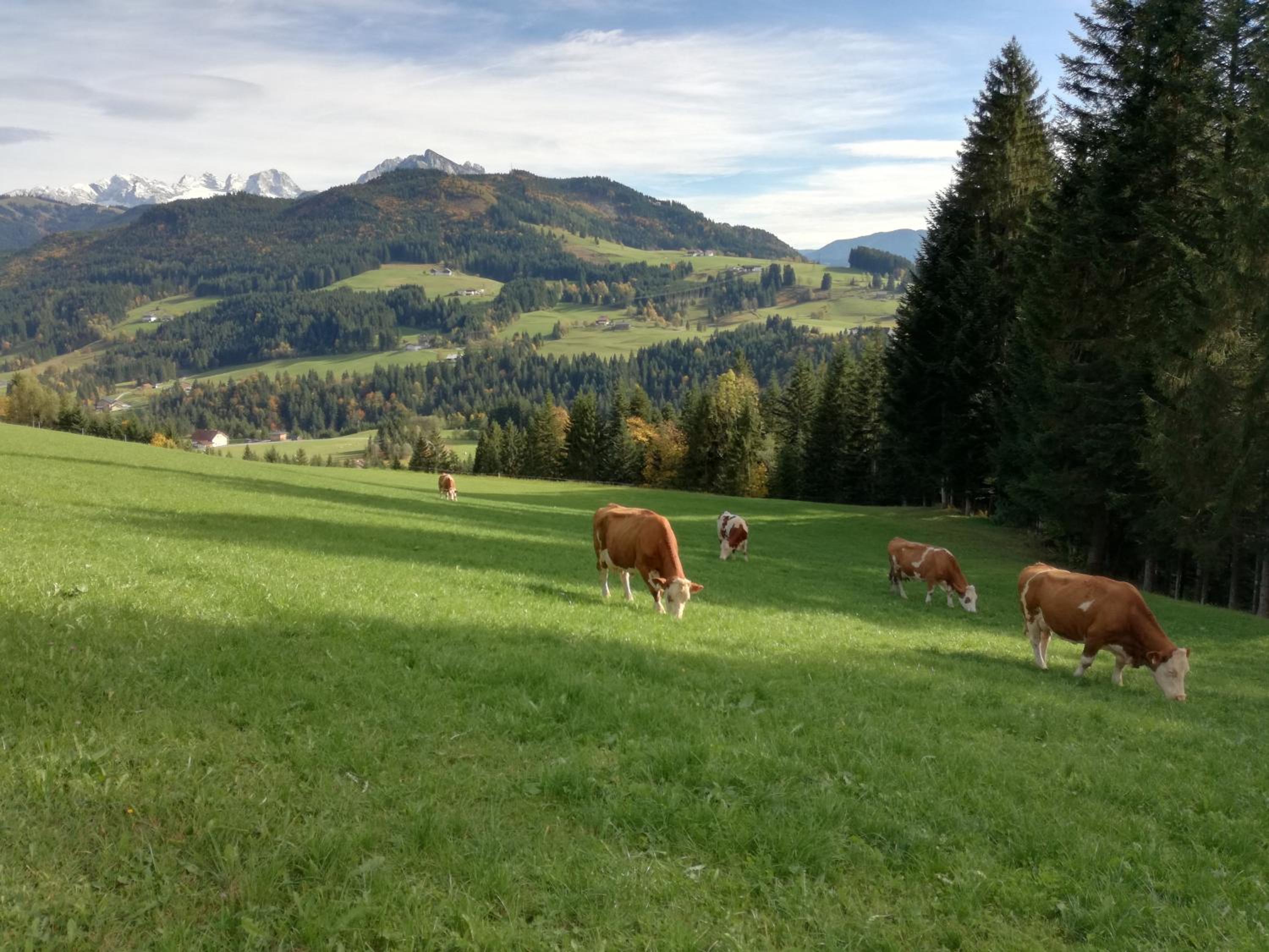 Lammerauhof