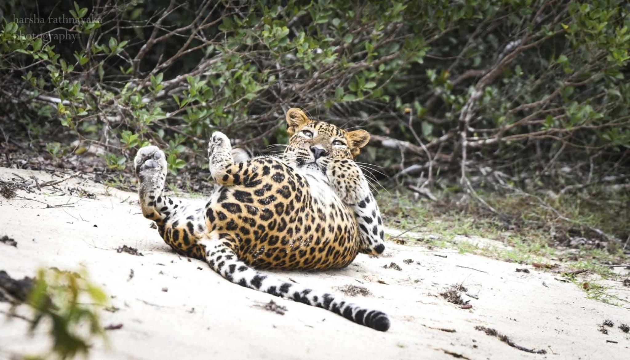 Wilpattu safari base