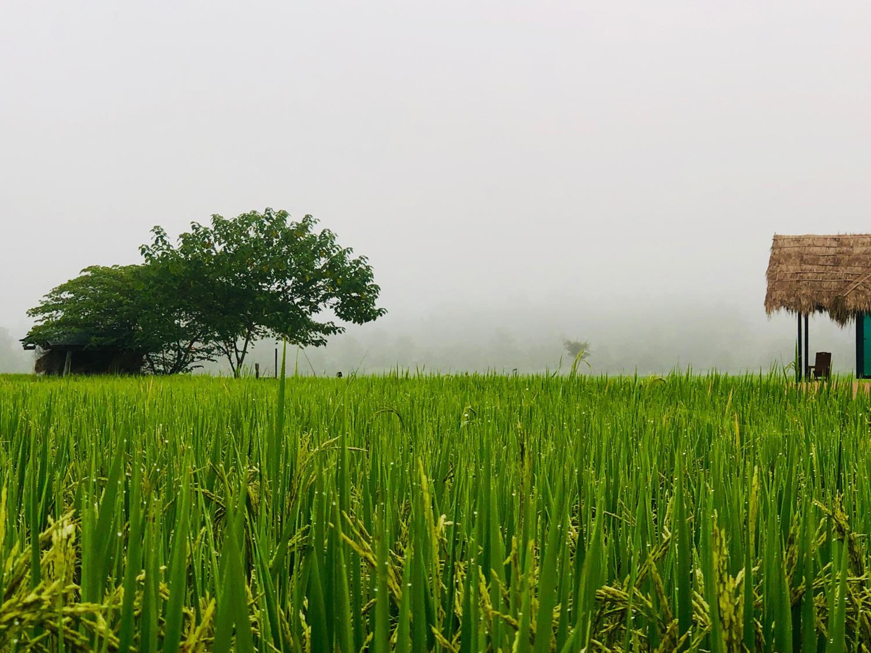 Baan Porhdoi Goidao view 4