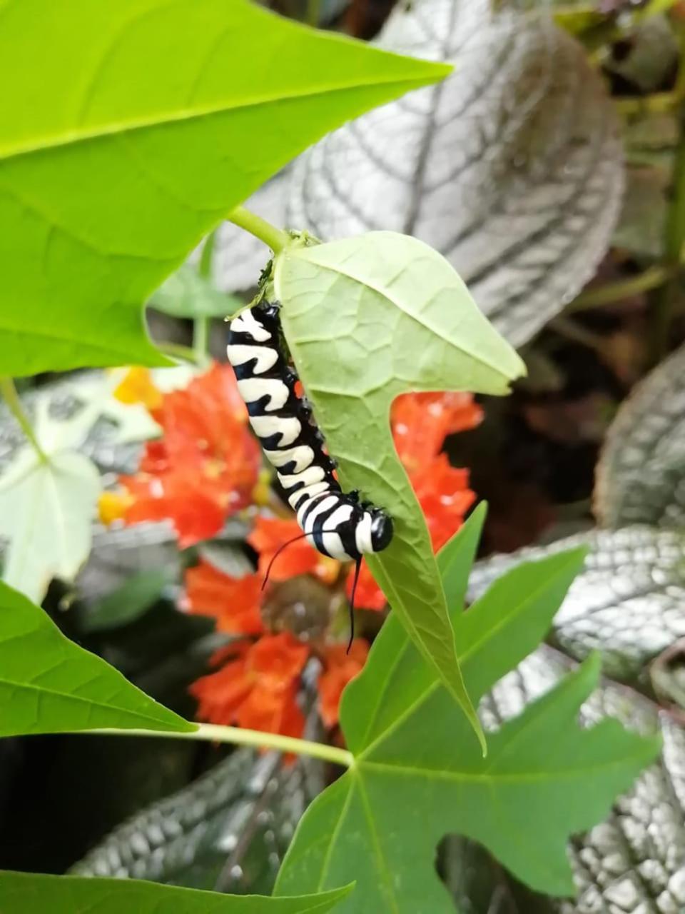 Cahuita Lodge