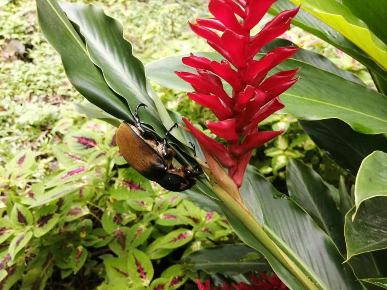 Cahuita Lodge