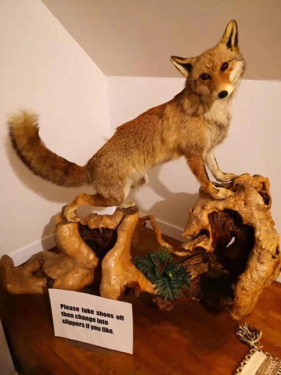 Hakuba Snow Fox