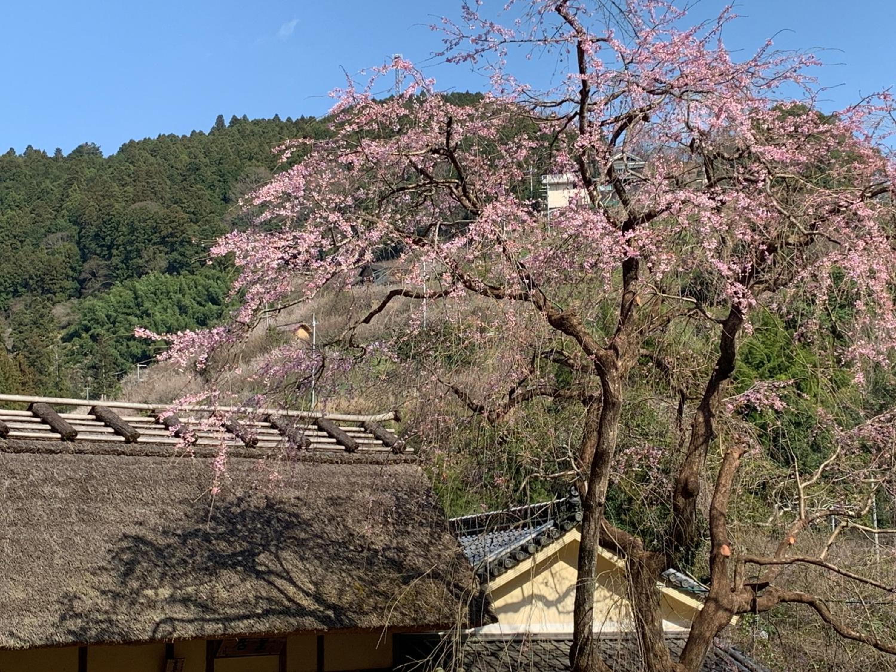 KANAU
