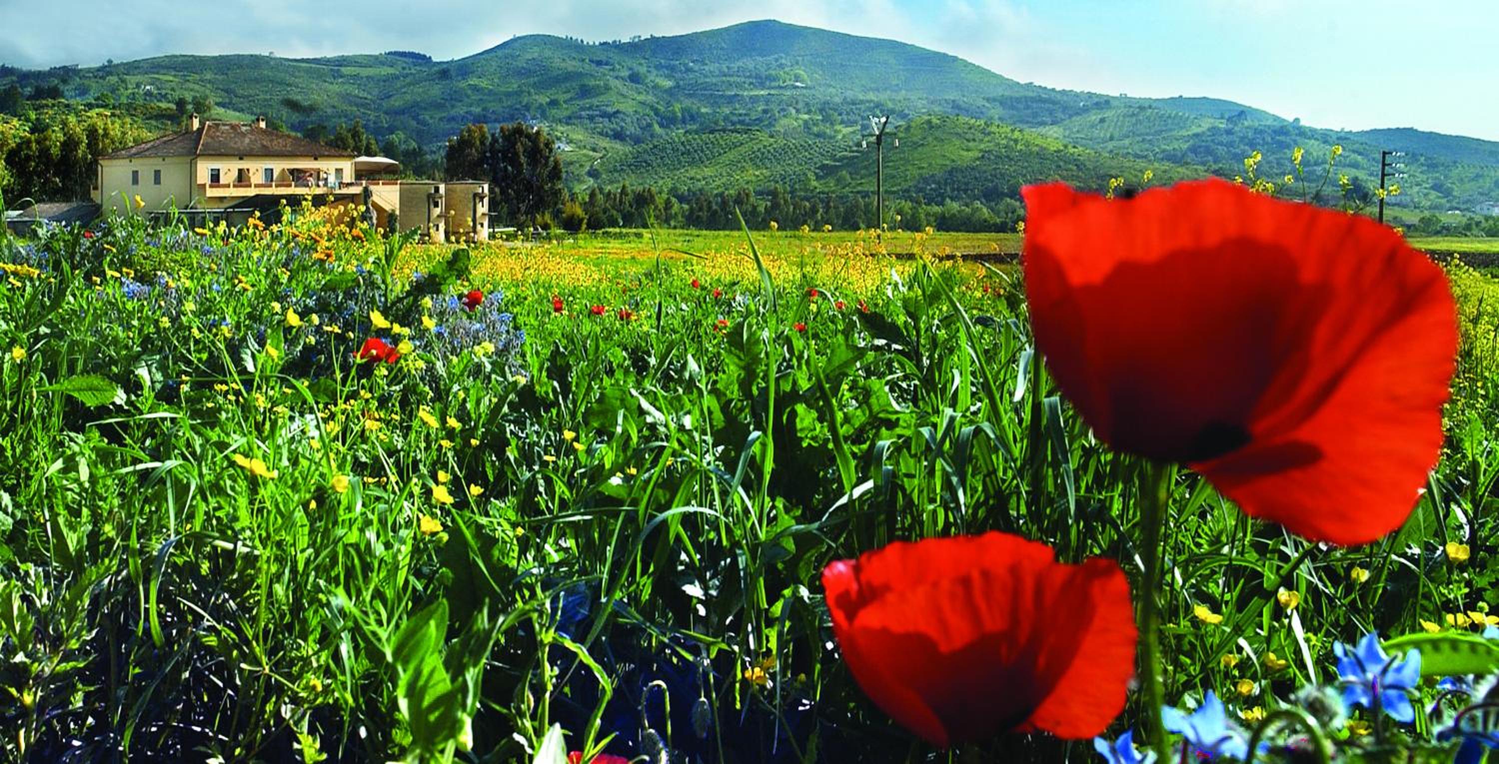 Agriturismo La Petrosa photo 2