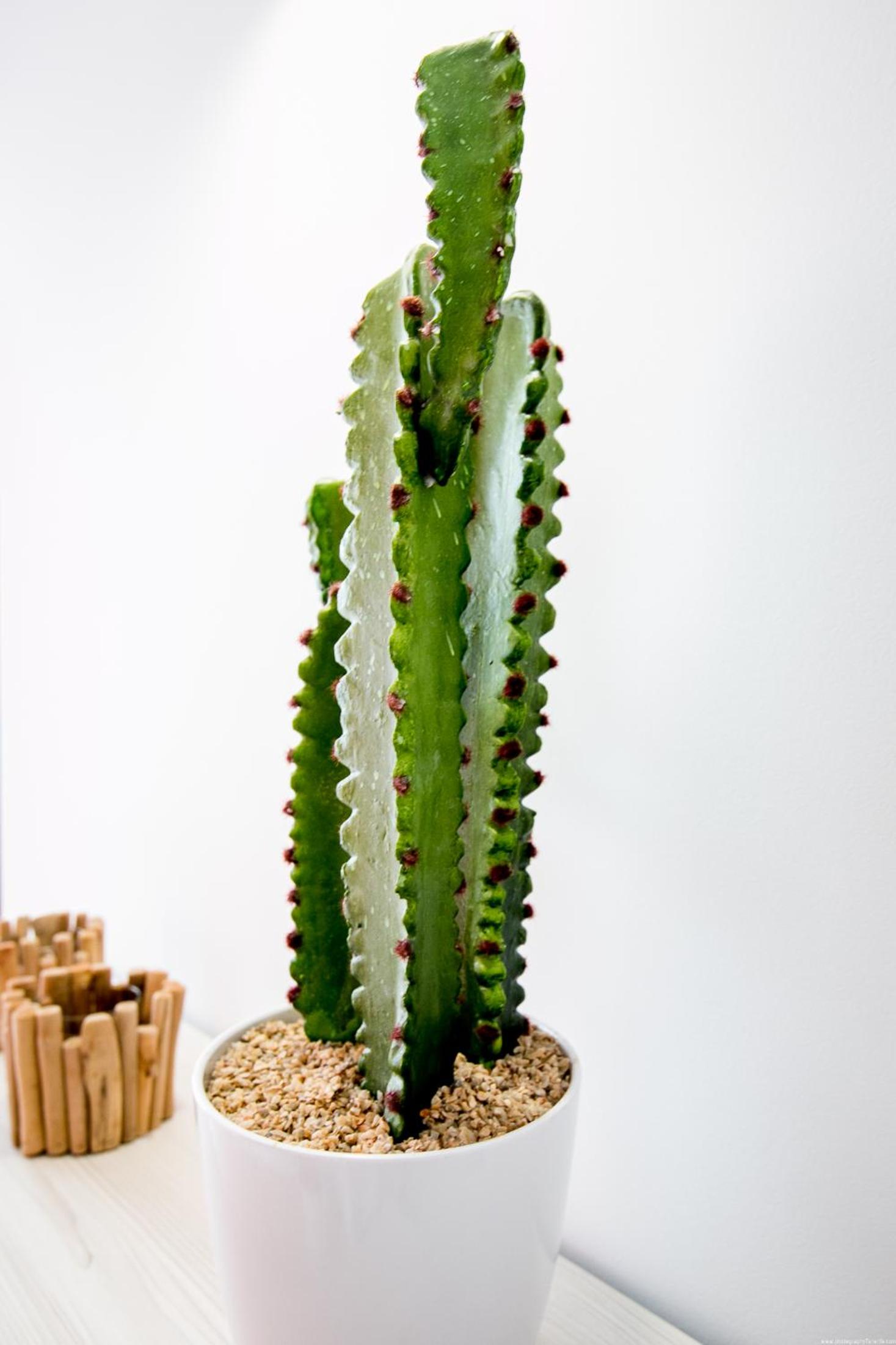 Cactus Apartment view 5
