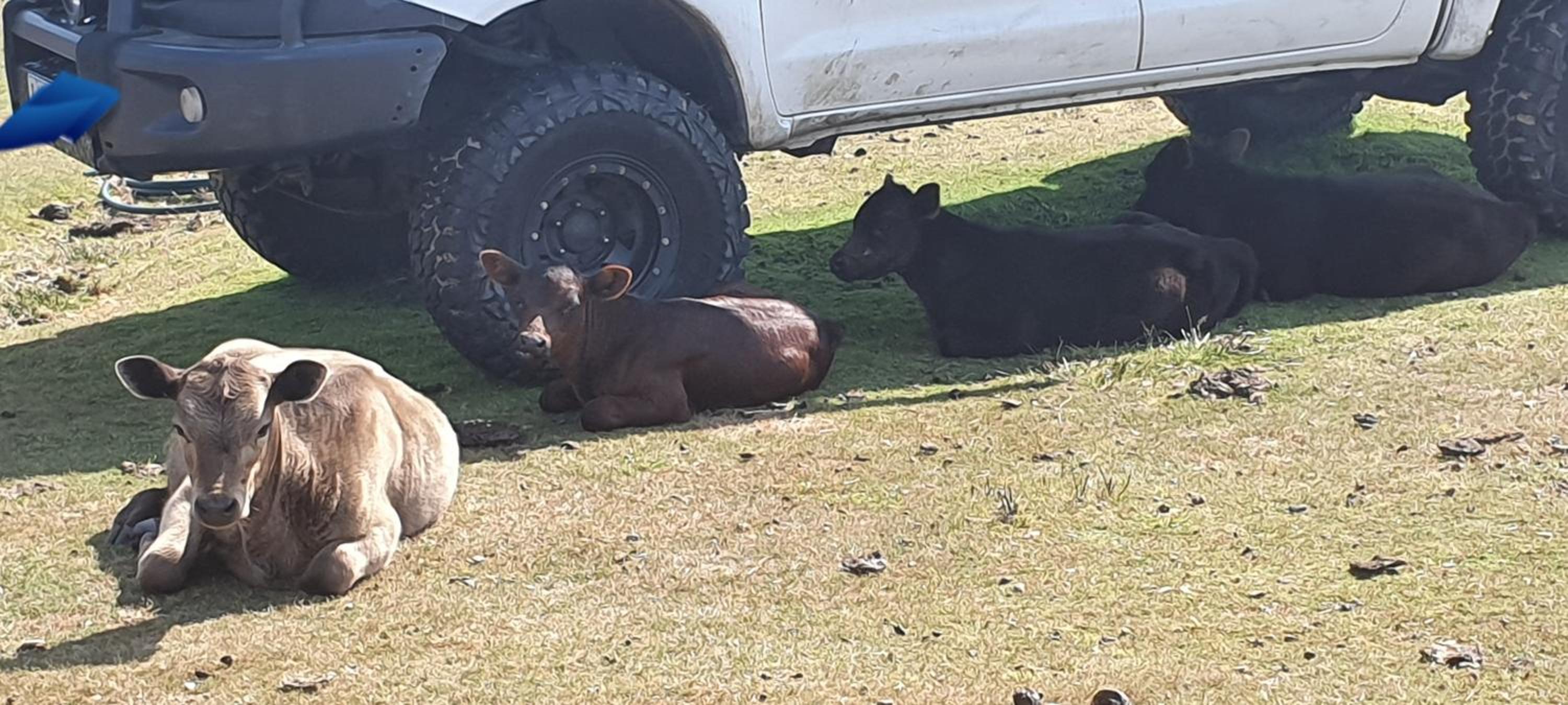 Ruby's Cottage Farm Stay