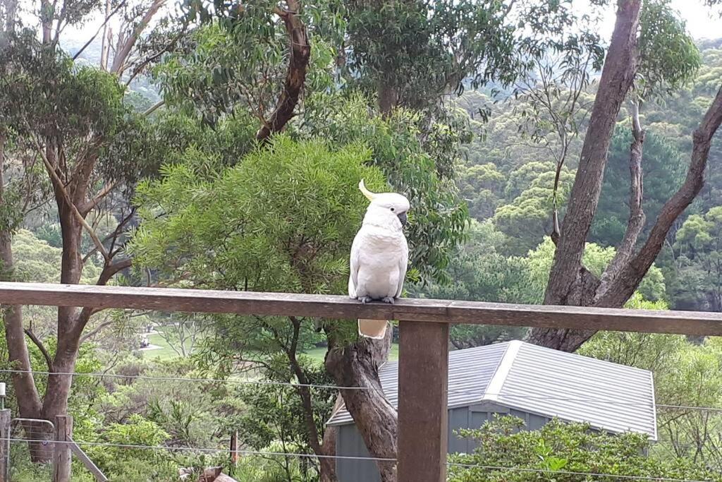 Katoomba Falls Cottage