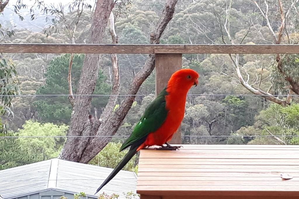 Katoomba Falls Cottage