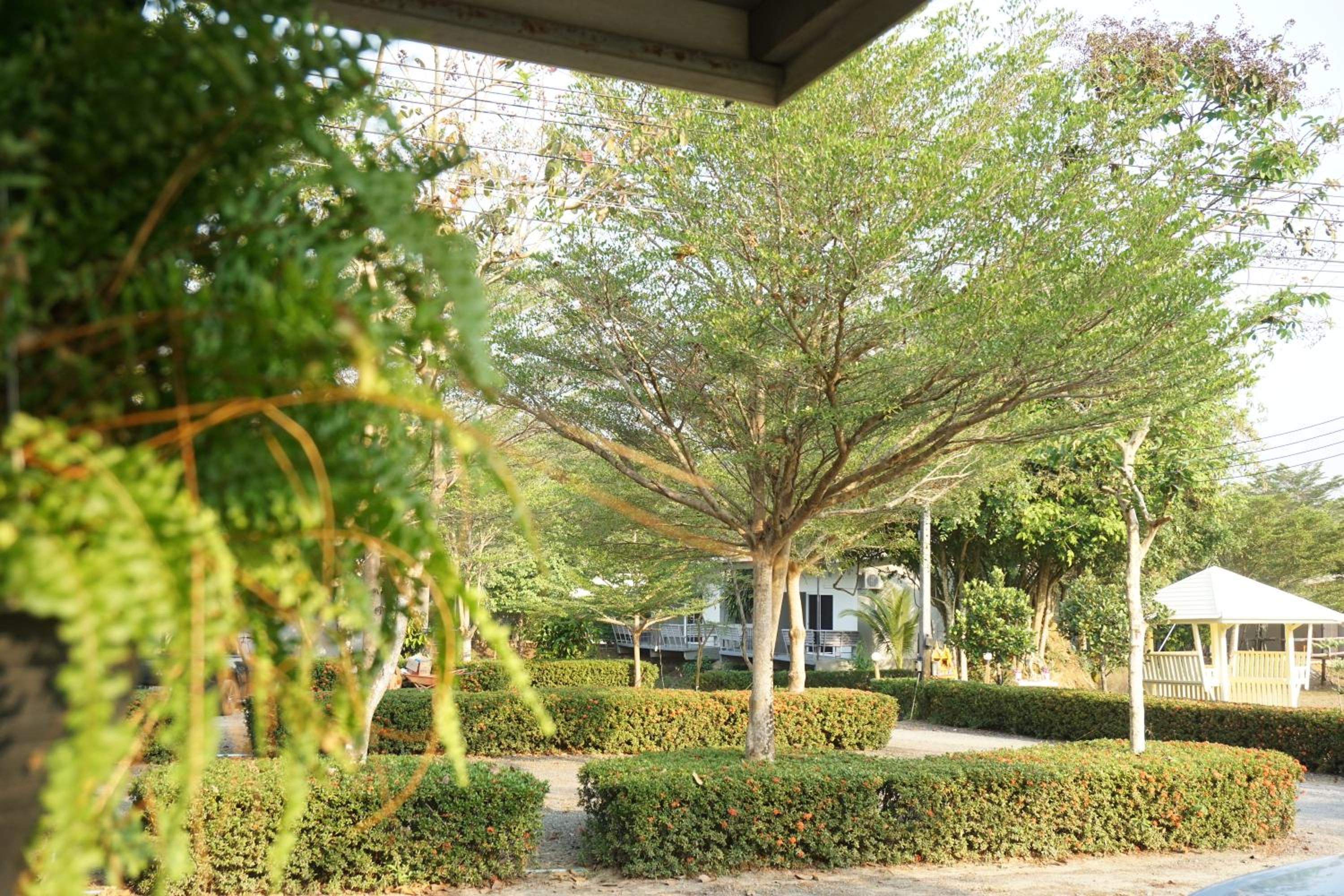 แกรนด์ ฟอเรสท์ Grand Forest