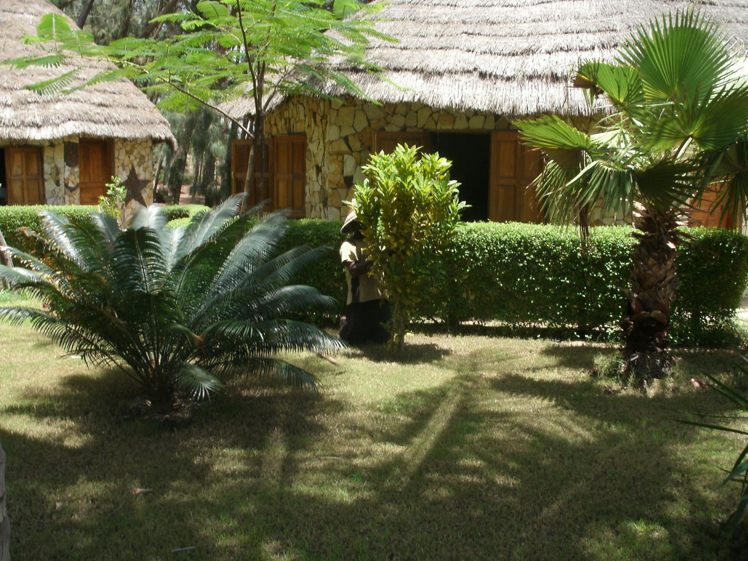 Africa Roots