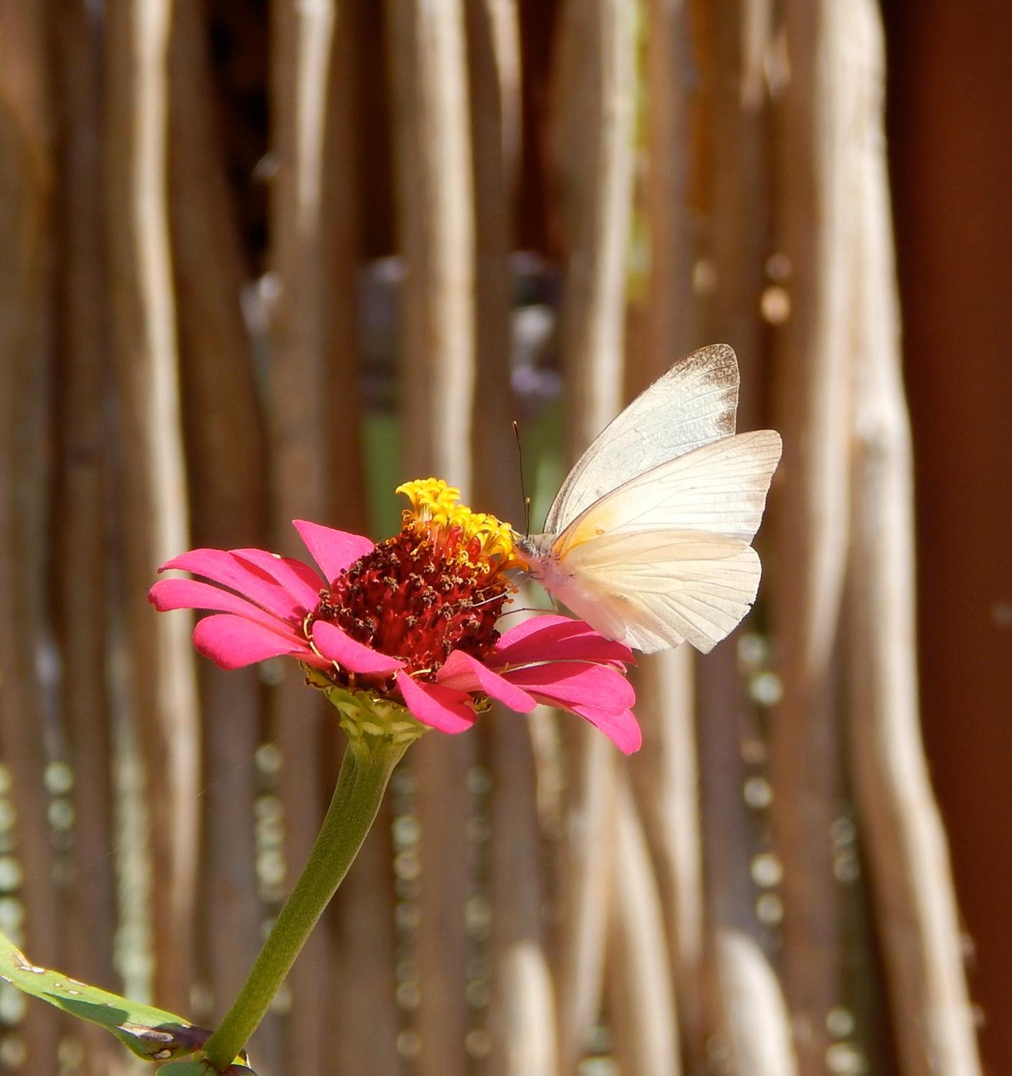 Photo 42