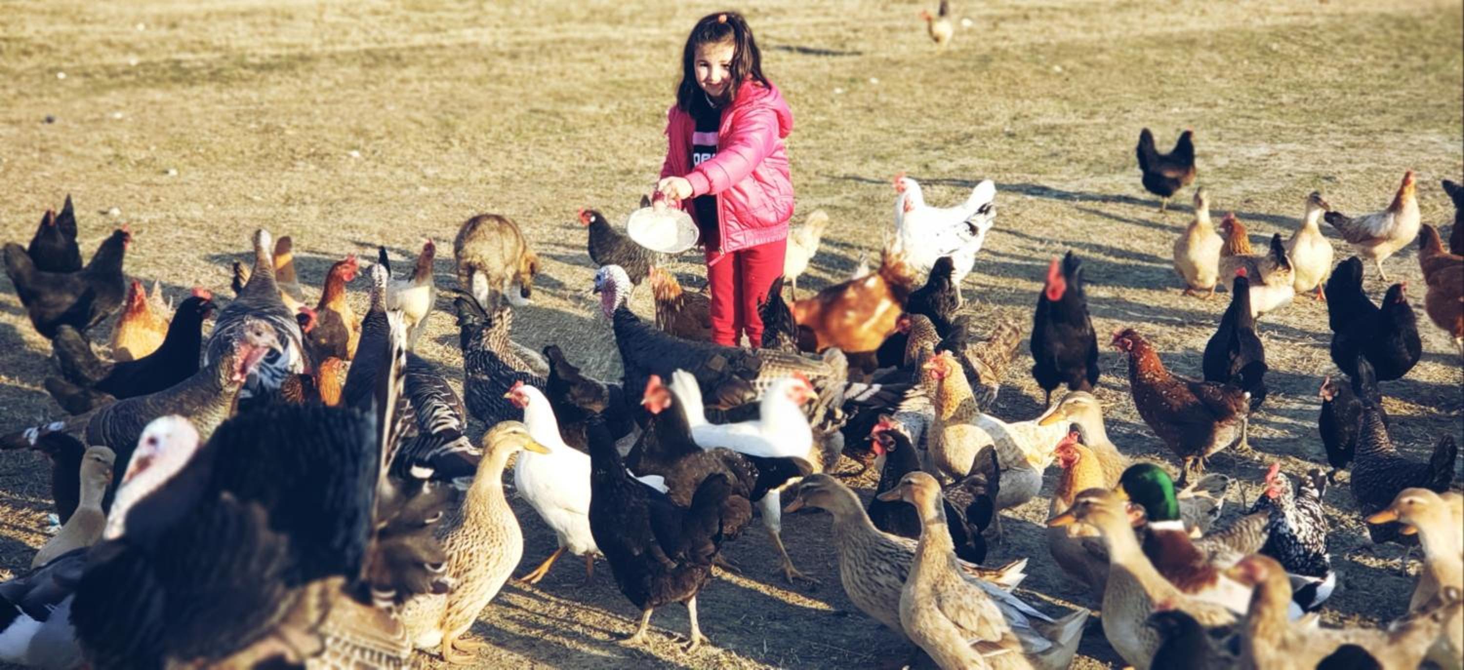 Life on the farm