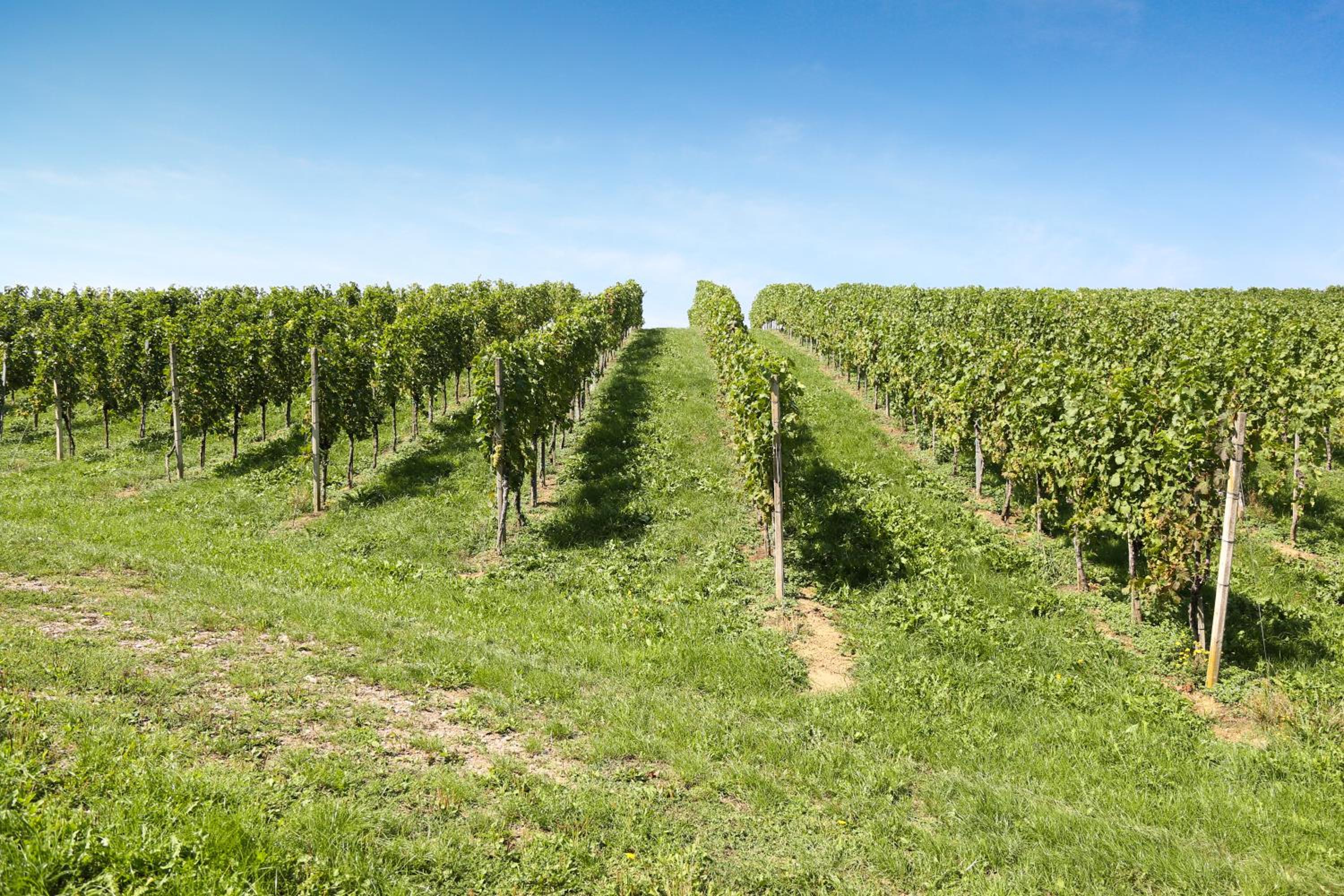 Weingut Assigal view 5