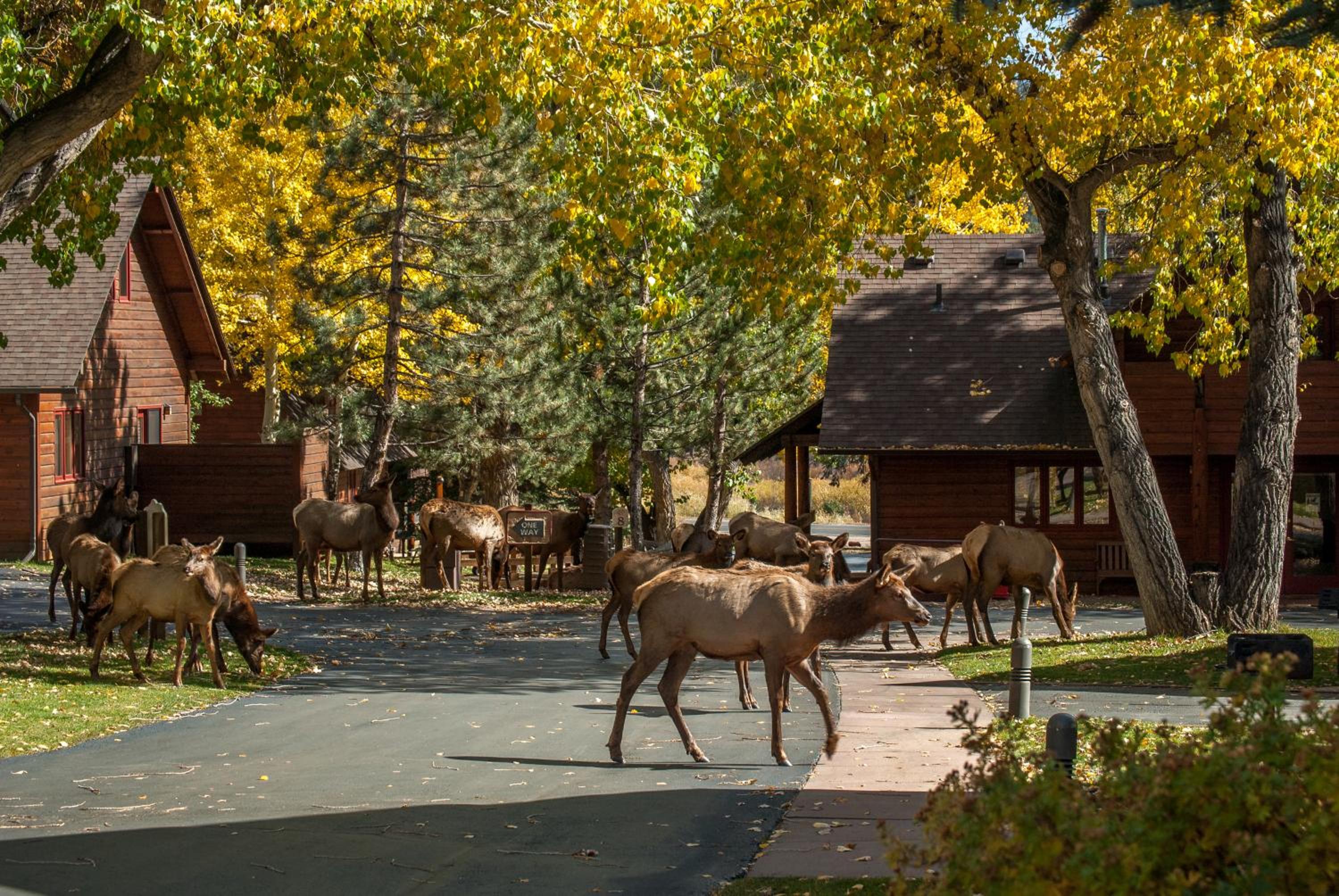 Rams Horn Village Resort view 4