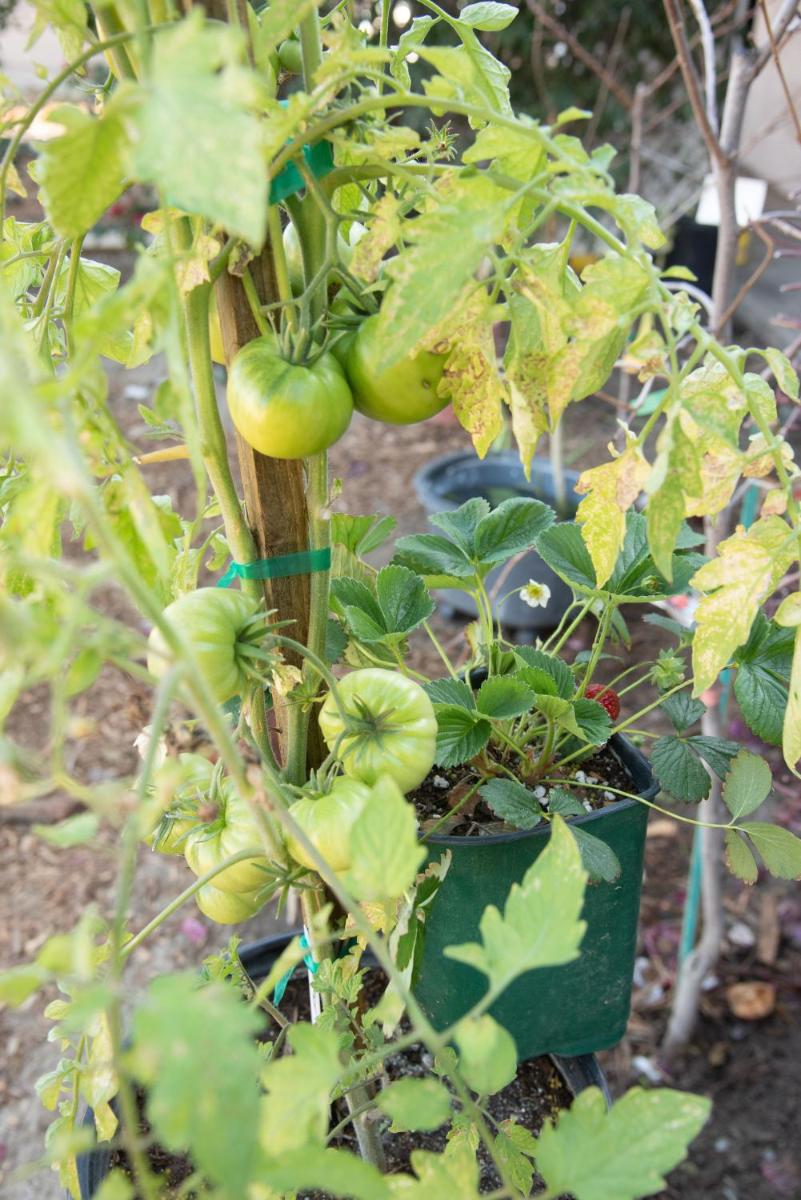 Palm Springs Vacations - Crashpod Hostel - Property Image 20