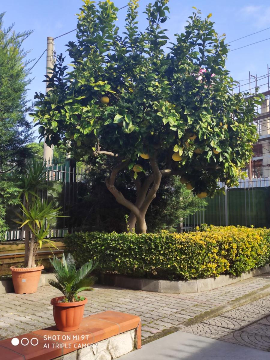 I colori del Vesuvio photo 2