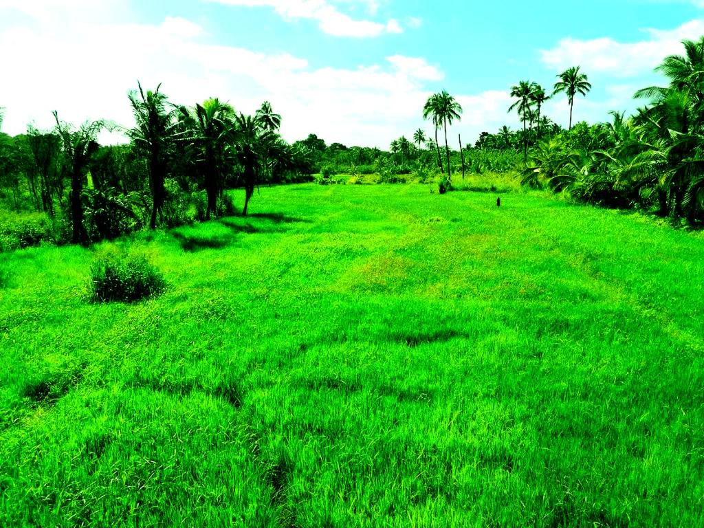 Pelwehera Village Resort