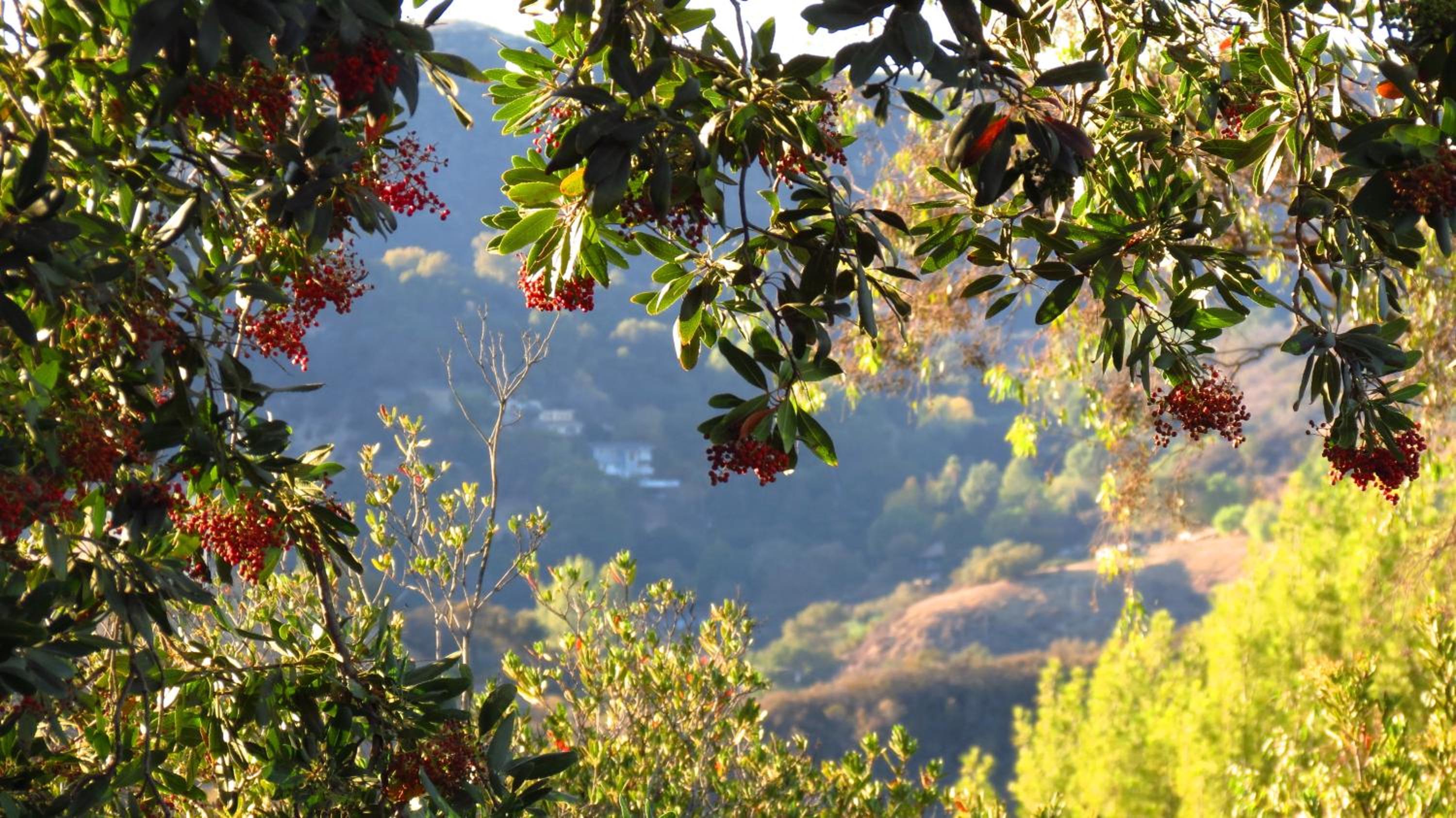 Topanga Canyon Inn Bed and Breakfast - Property Image 26