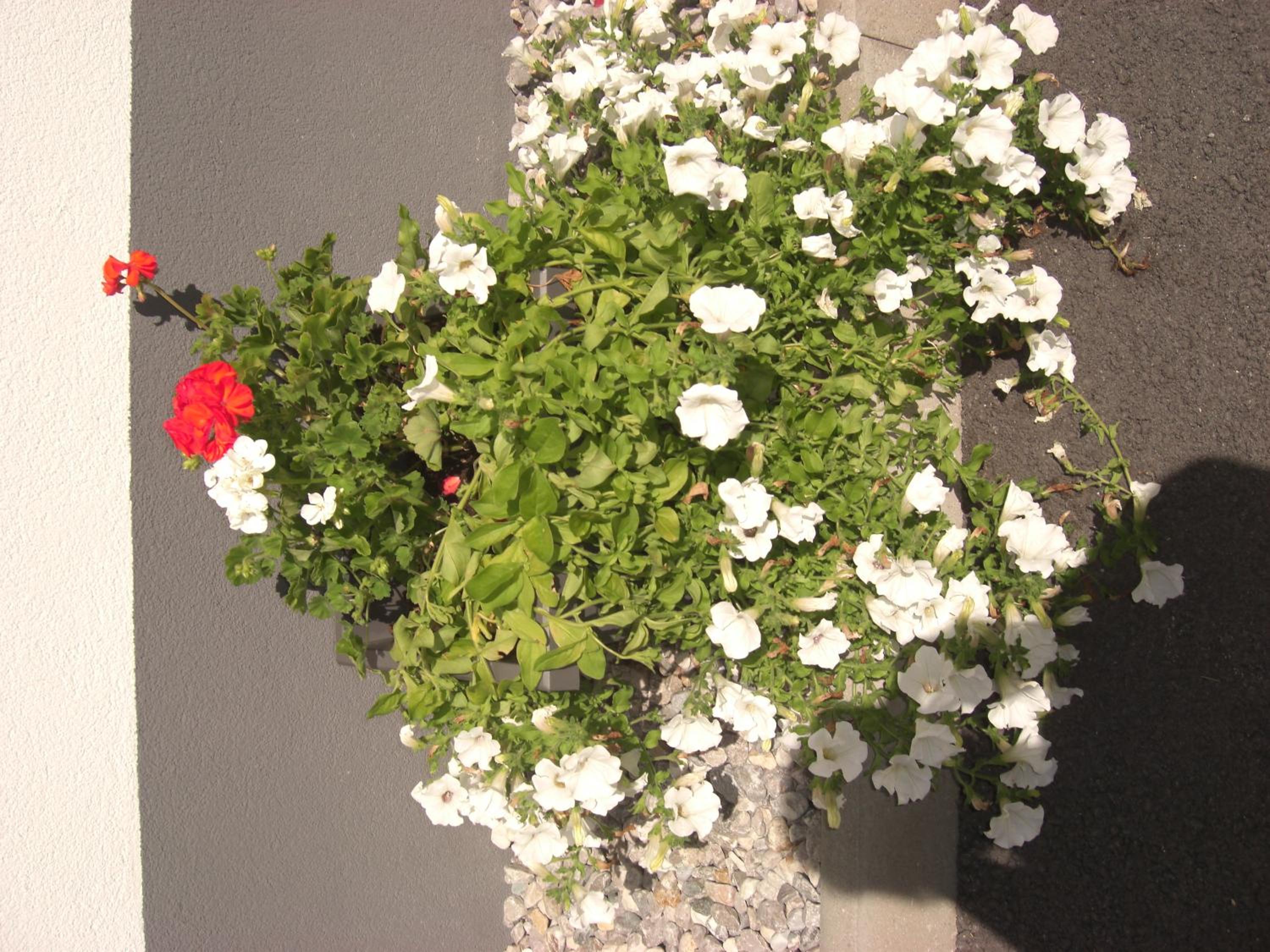 Photo 37