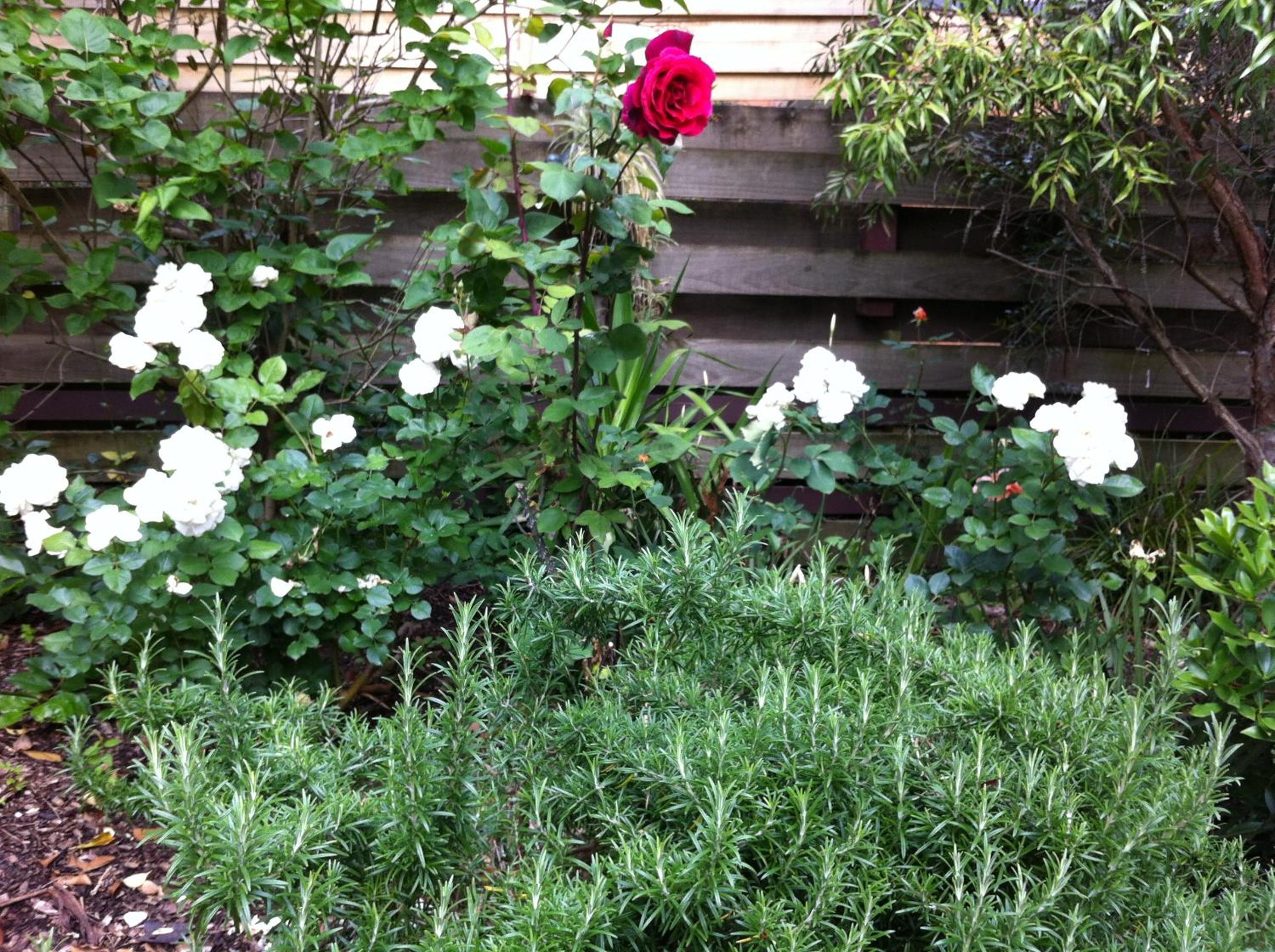 Photo 72
