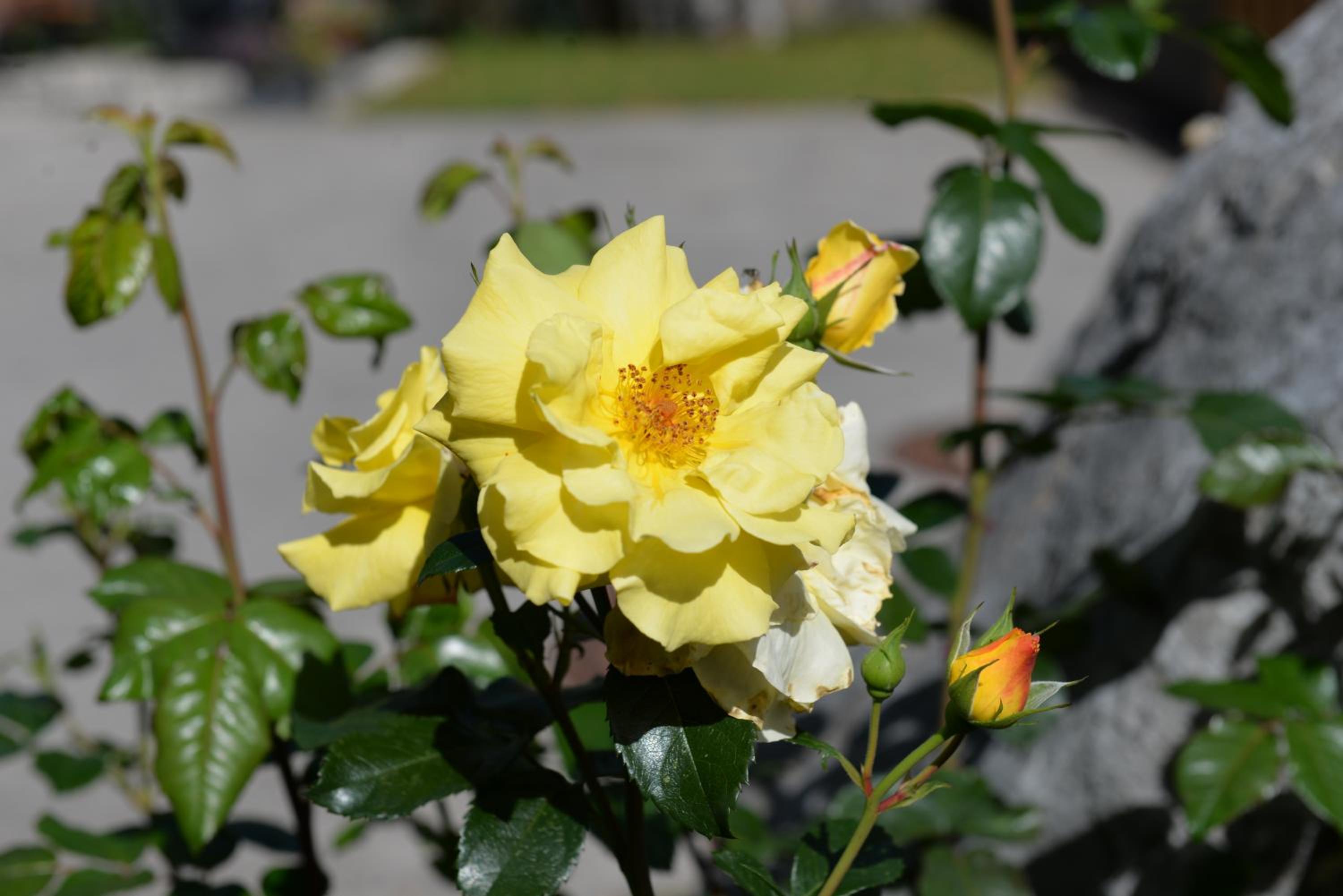 Photo 6