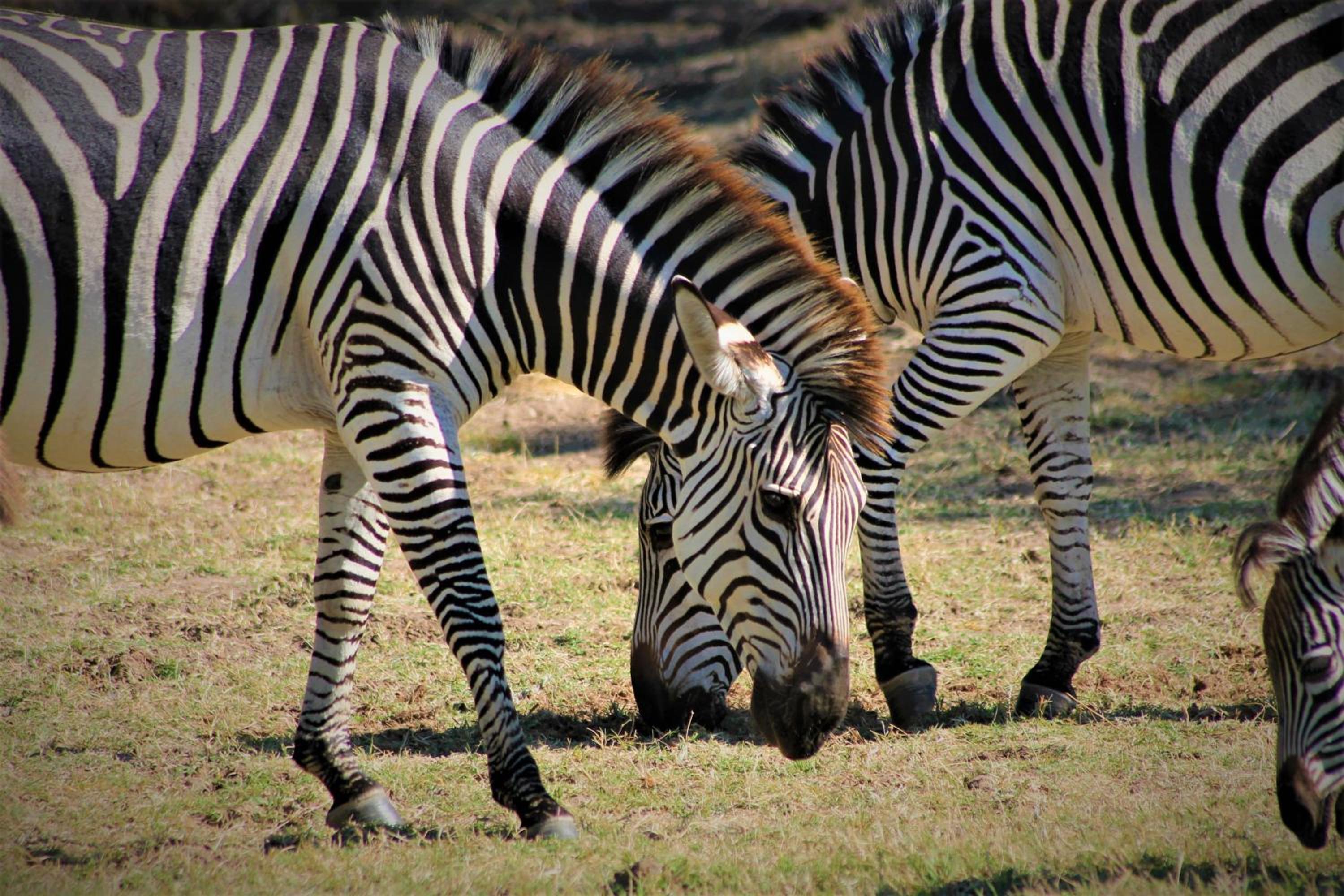 Msandile River Lodge